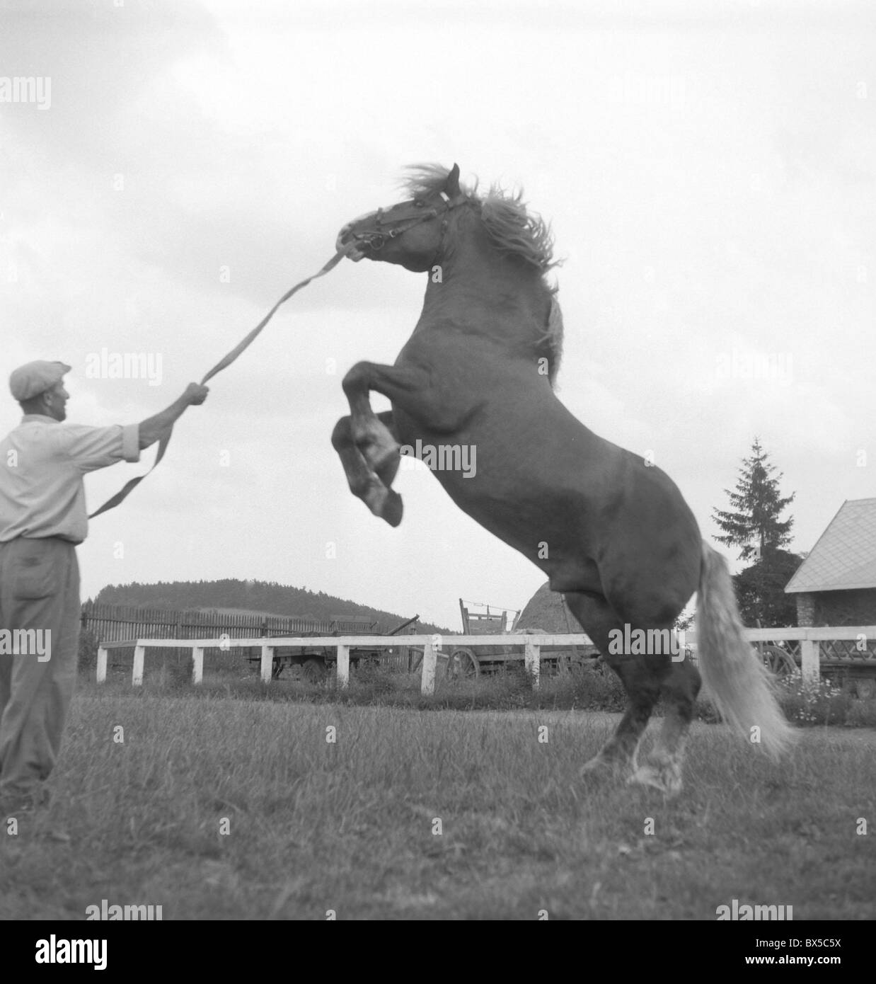 Goujon à l'entraîneur de la formation à l'intérieur du rail split clôture à Netolice ferme d'élevage de chevaux, la Tchécoslovaquie en 1960. (CTK Photo / Josef Falta) Banque D'Images