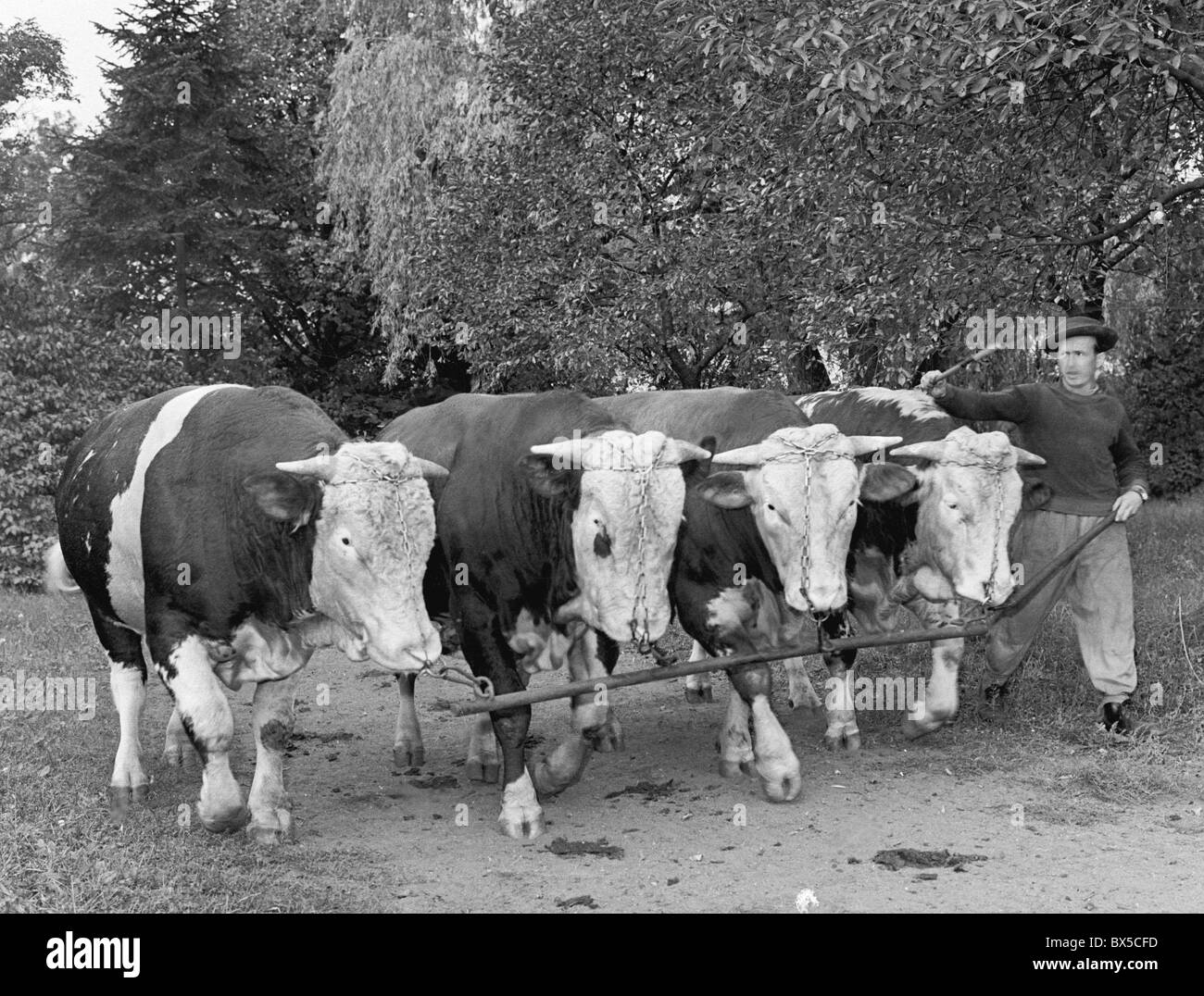 Les taureaux sélectionnés pour reproduction pendant matin obligatoire à pied à Libechov Tchécoslovaquie 1960. (CTK Photo / Karel Mevald) Banque D'Images