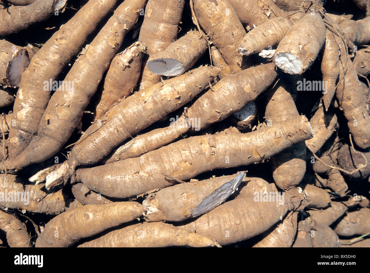 "Récoltés", les racines de manioc Banque D'Images