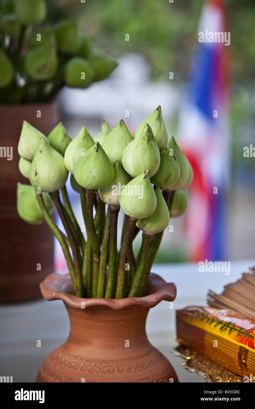 Des fleurs de lotus dans un vase Banque D'Images