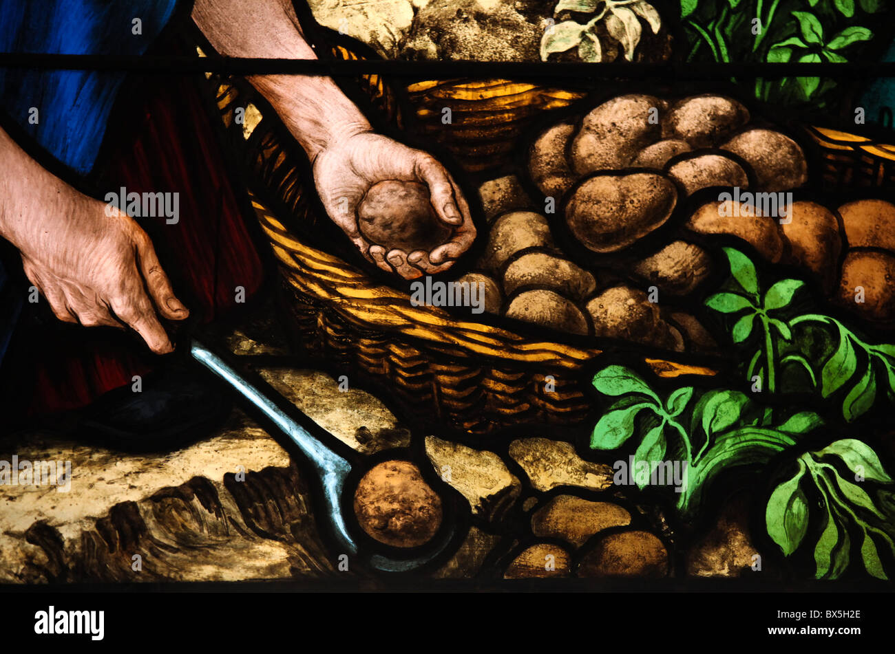 Récolte de patates. Banque D'Images