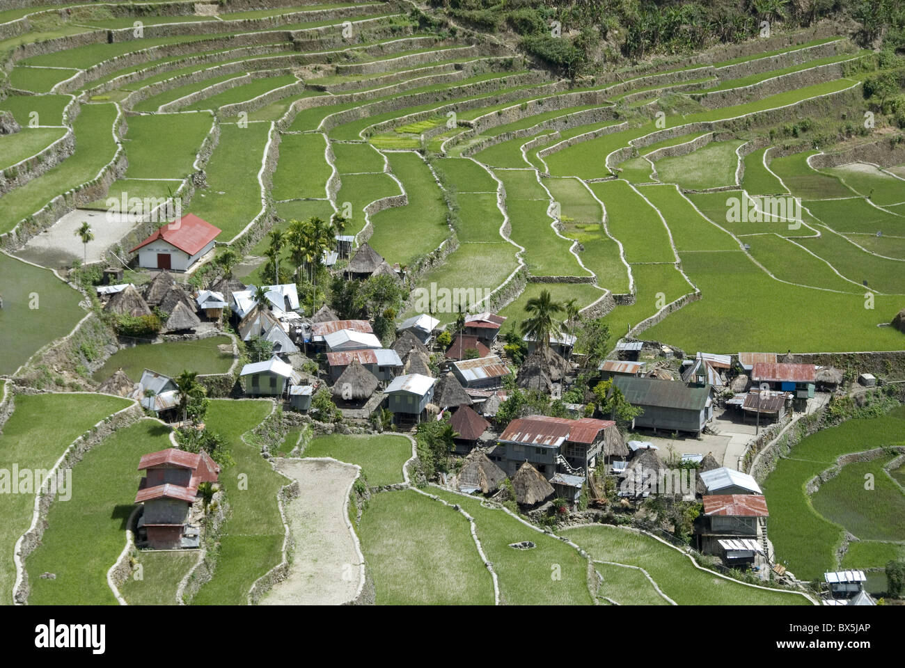 Les terrasses de riz aux murs en pierre d'Ifugao culture à Batad, village classé au Patrimoine Mondial de l'UNESCO, de la Cordillère, Luzon, Philippines Banque D'Images