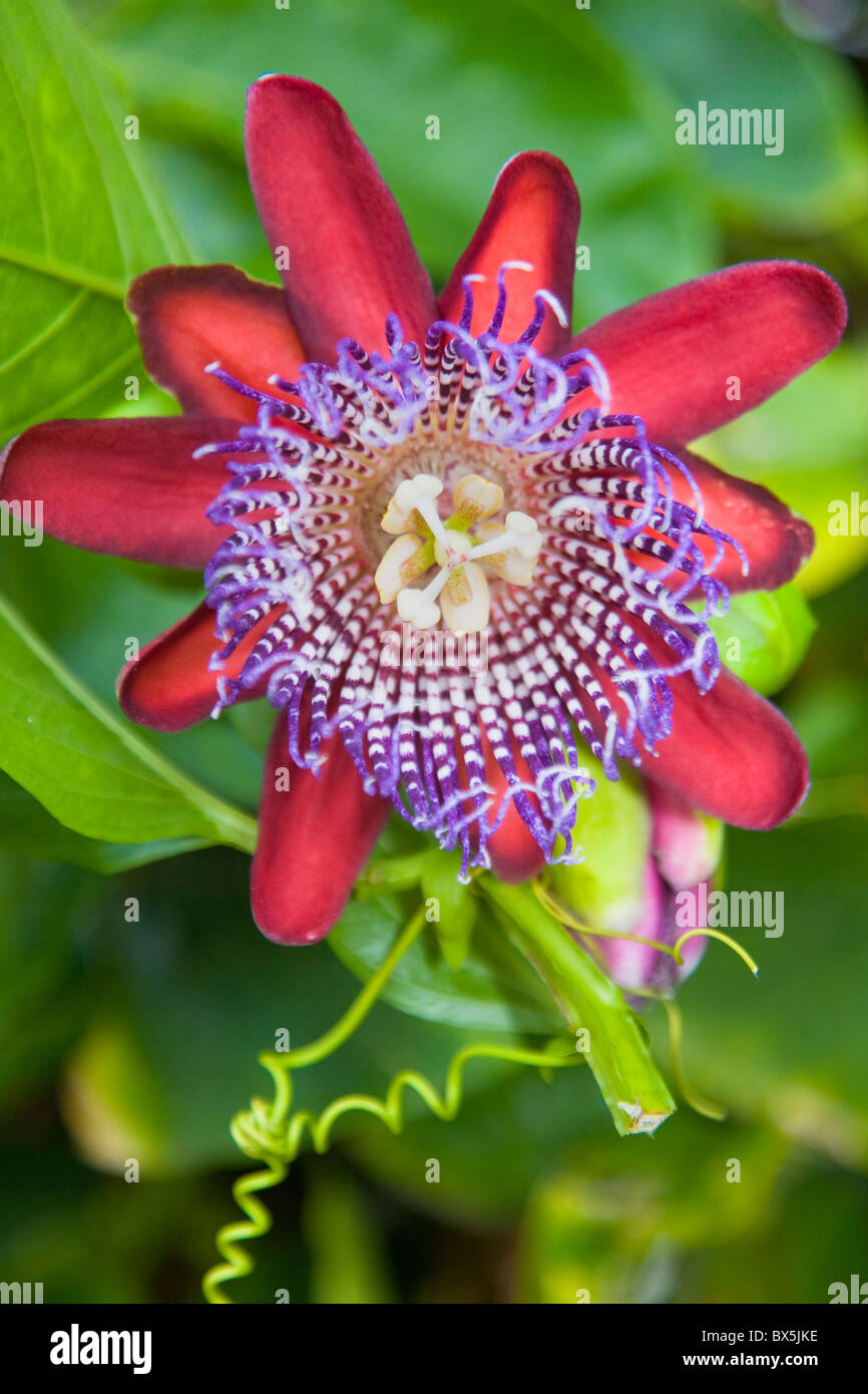 Fleur de grenadille géante Banque D'Images