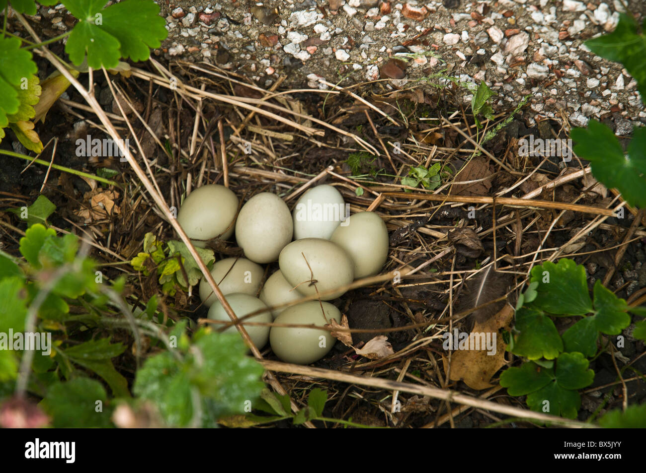 Faisan de Colchide Phasianus colchicus dh UK faisan oeufs dans des nids d'oiseaux oiseaux faisans Banque D'Images