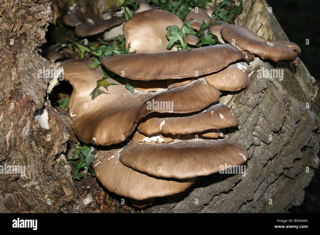 Brown pleurote Pleurotus ostreatus montrant la structure des branchies prises à Burscough, Lancashire Banque D'Images