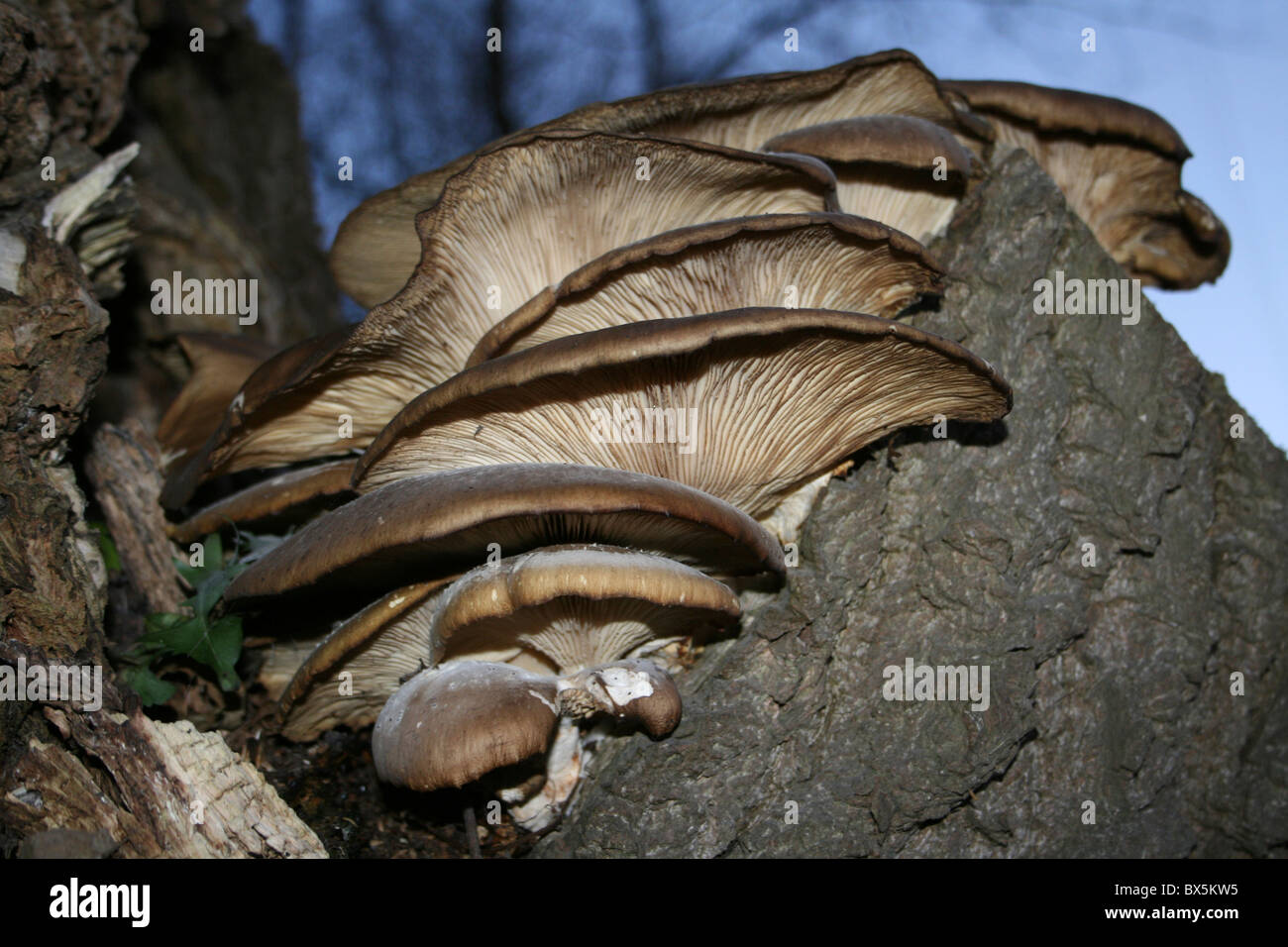 Brown pleurote Pleurotus ostreatus montrant la structure des branchies prises à Burscough, Lancashire Banque D'Images