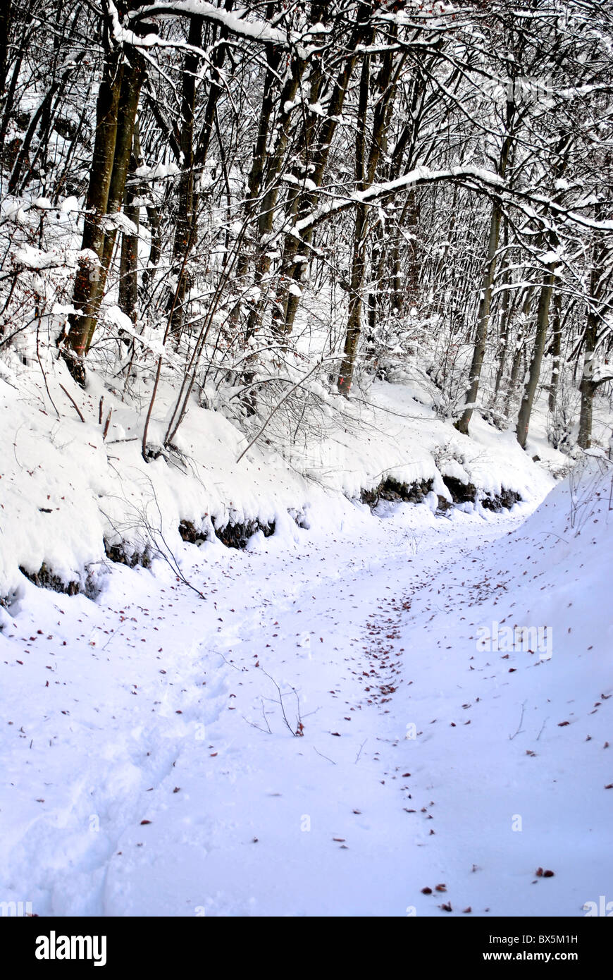 Mélèzes et pins dans la neige en hiver Banque D'Images