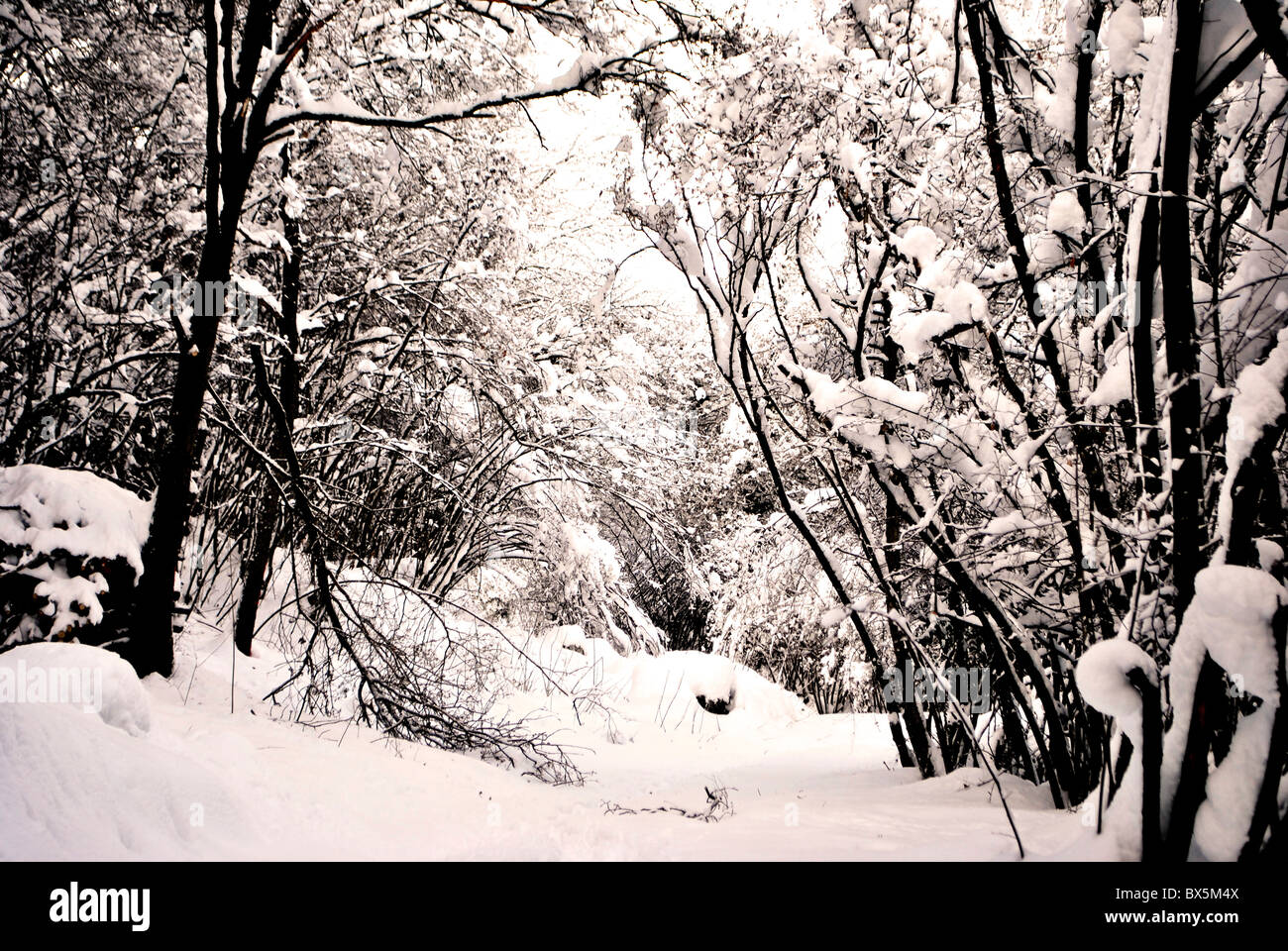 Mélèzes et pins dans la neige en hiver Banque D'Images