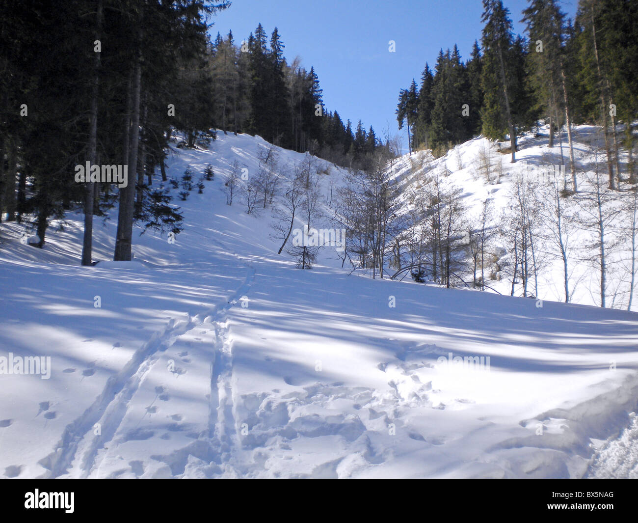 Paysage d'hiver avec de la neige et de pins Banque D'Images