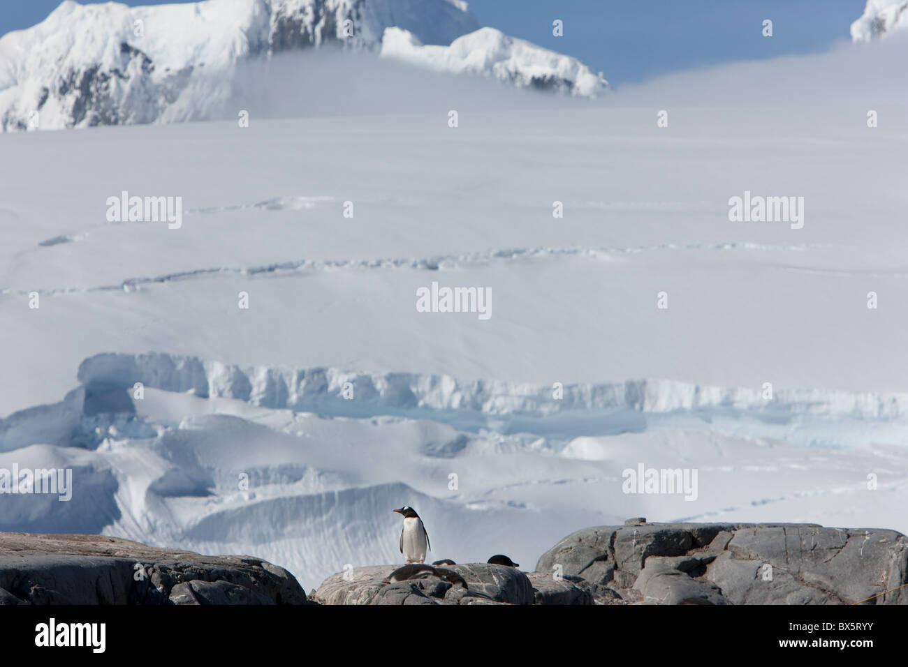 Gentoo pingouin (Pygoscelis papua papua), Port Lockroy, Péninsule Antarctique, l'Antarctique, régions polaires Banque D'Images