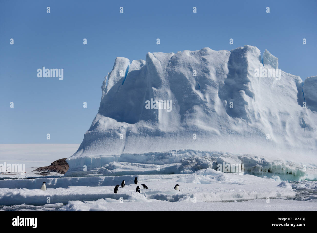 Les manchots Adélie (Pygoscelis adeliae), en face d'un iceberg, Dumont d'Urville, Antarctique, les régions polaires Banque D'Images