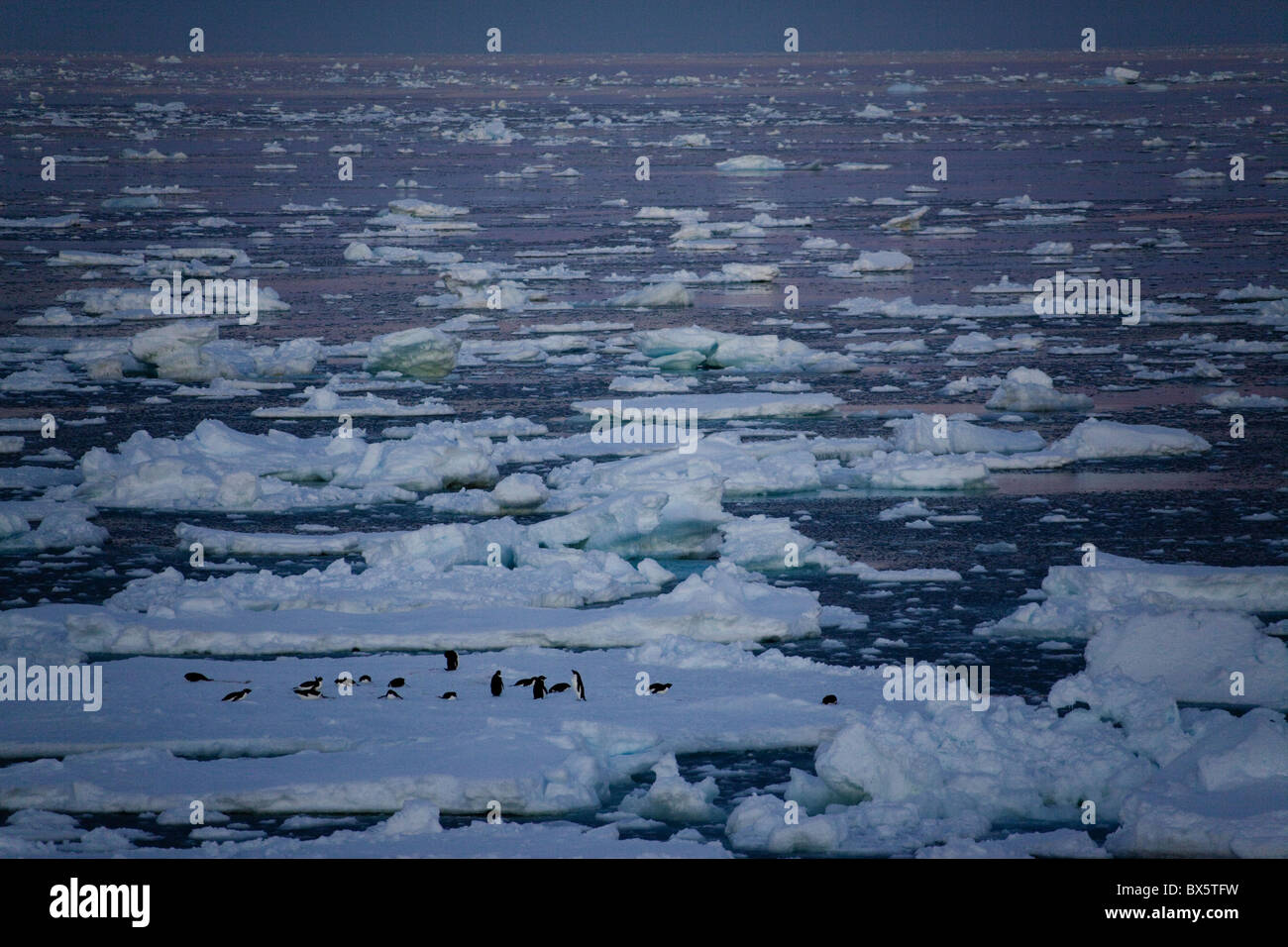 Les manchots Adélie (Pygoscelis adeliae) sur la banquise à minuit, le sud de l'océan, l'Antarctique, régions polaires Banque D'Images