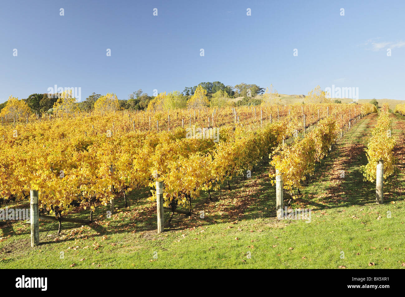 Vignoble, Havelock North, Hawke's Bay, île du Nord, Nouvelle-Zélande, Pacifique Banque D'Images