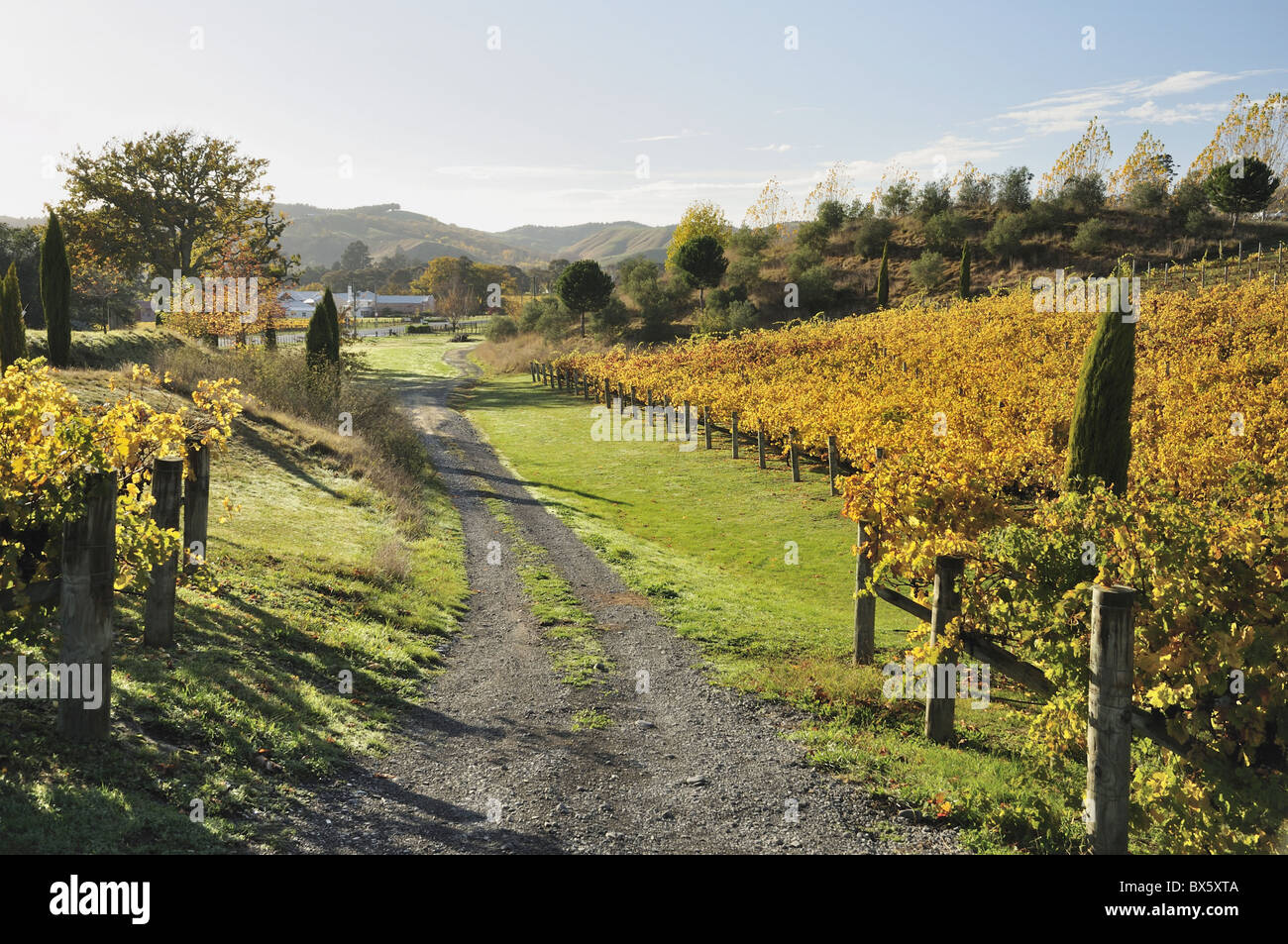 Vignoble, Havelock North, Hawke's Bay, île du Nord, Nouvelle-Zélande, Pacifique Banque D'Images