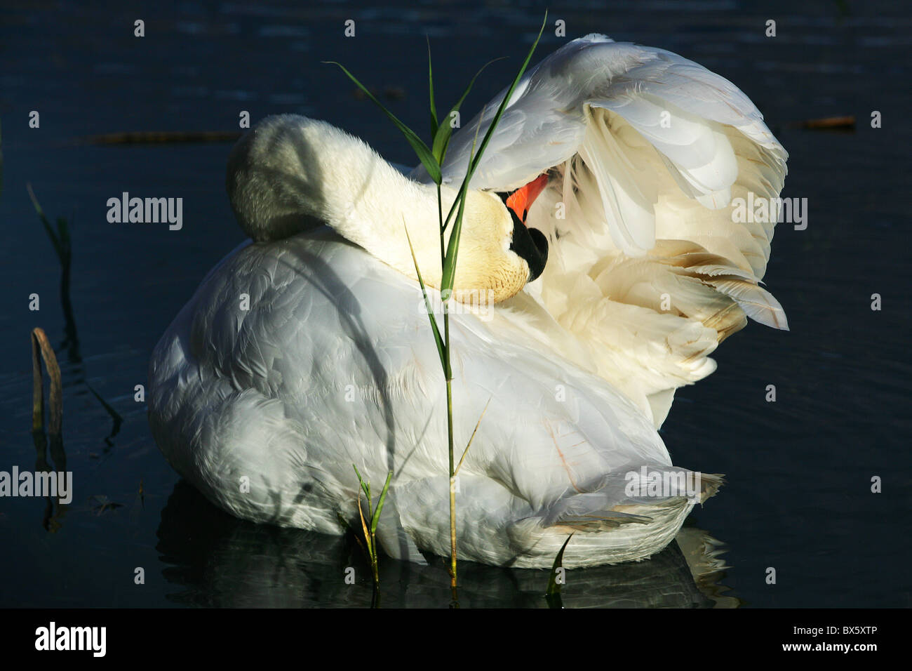 [Secret] [Swan Cygnus olor] sur l'eau se lissant le dessous de l'une de ses ailes en flèche bas angle du soleil du soir en UK Banque D'Images