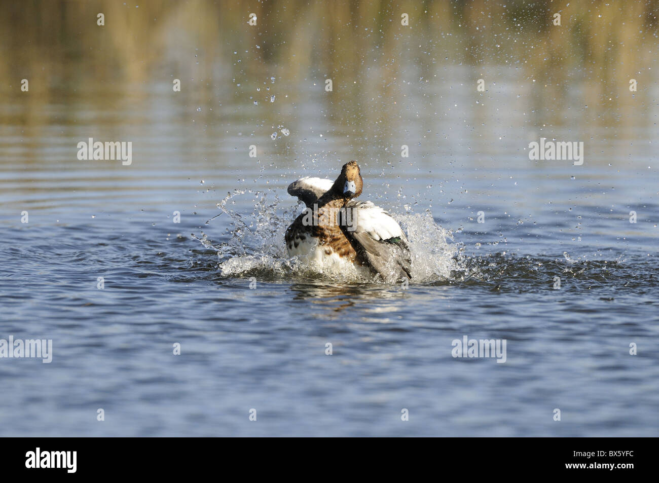 Canard siffleur Anas penelope, mâle, baignade, Norfolk, UK, Novembre Banque D'Images
