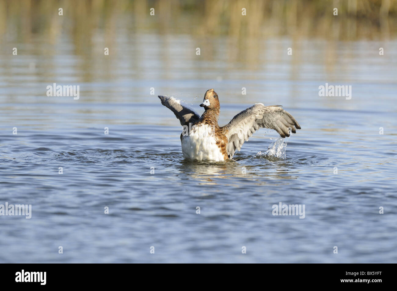 Canard siffleur Anas penelope, mâle, baignade, Norfolk, UK, Novembre Banque D'Images
