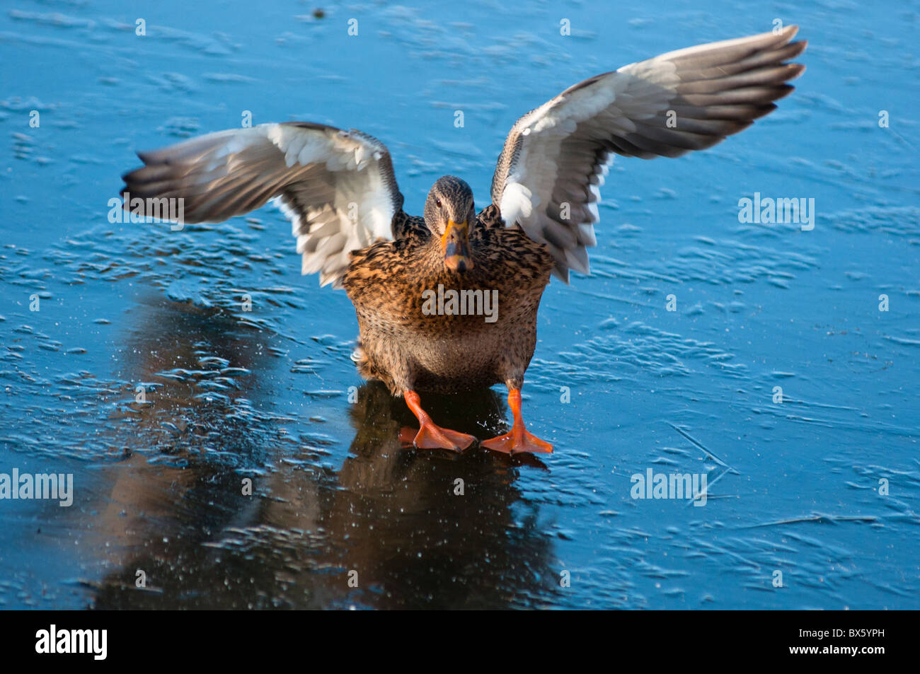 Canard colvert atterrissage sur lac gelé. Banque D'Images