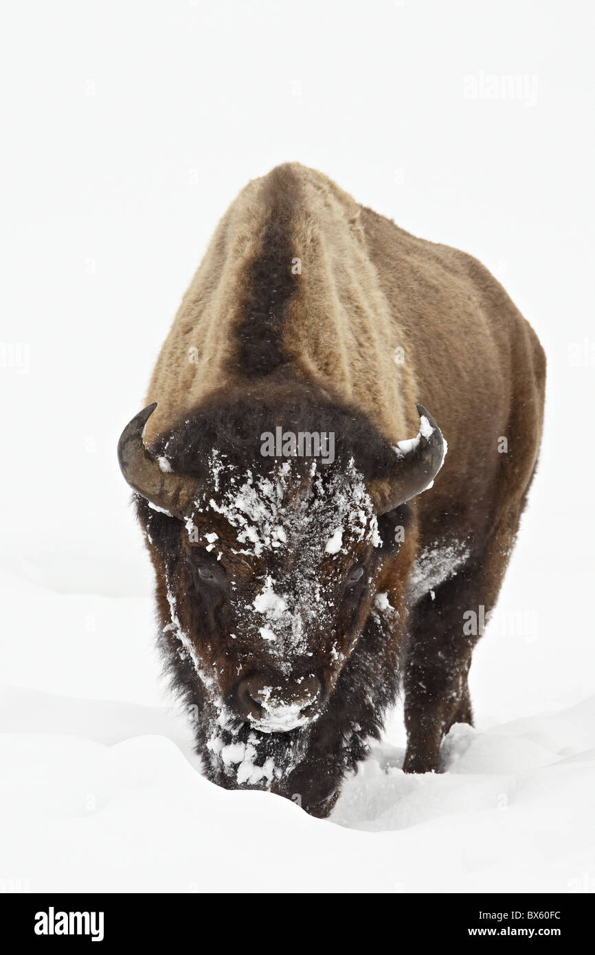 Bison (Bison bison) dans la neige, Parc National de Yellowstone, Wyoming, États-Unis d'Amérique, Amérique du Nord Banque D'Images