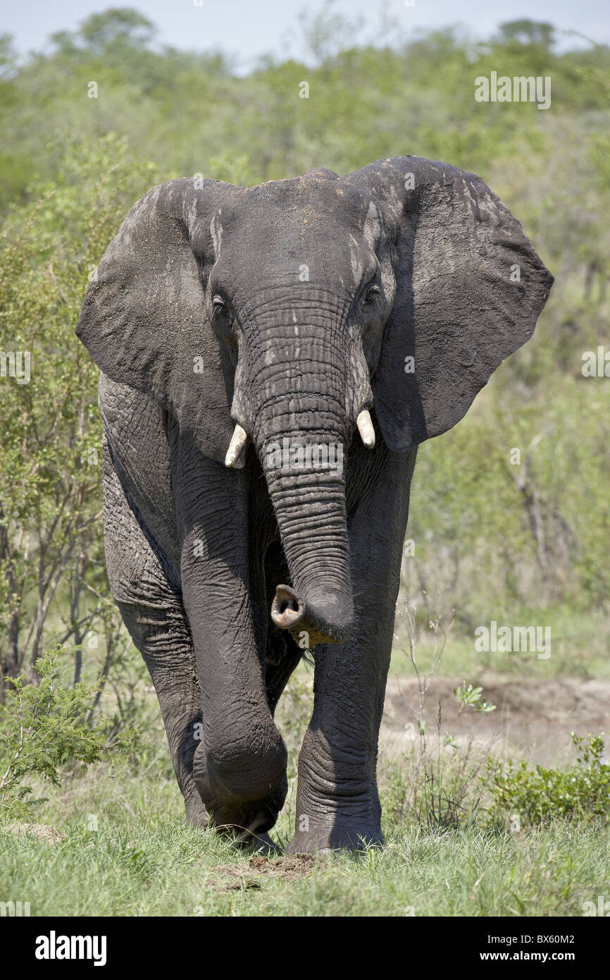L'éléphant africain (Loxodonta africana), Kruger National Park, Afrique du Sud, l'Afrique Banque D'Images