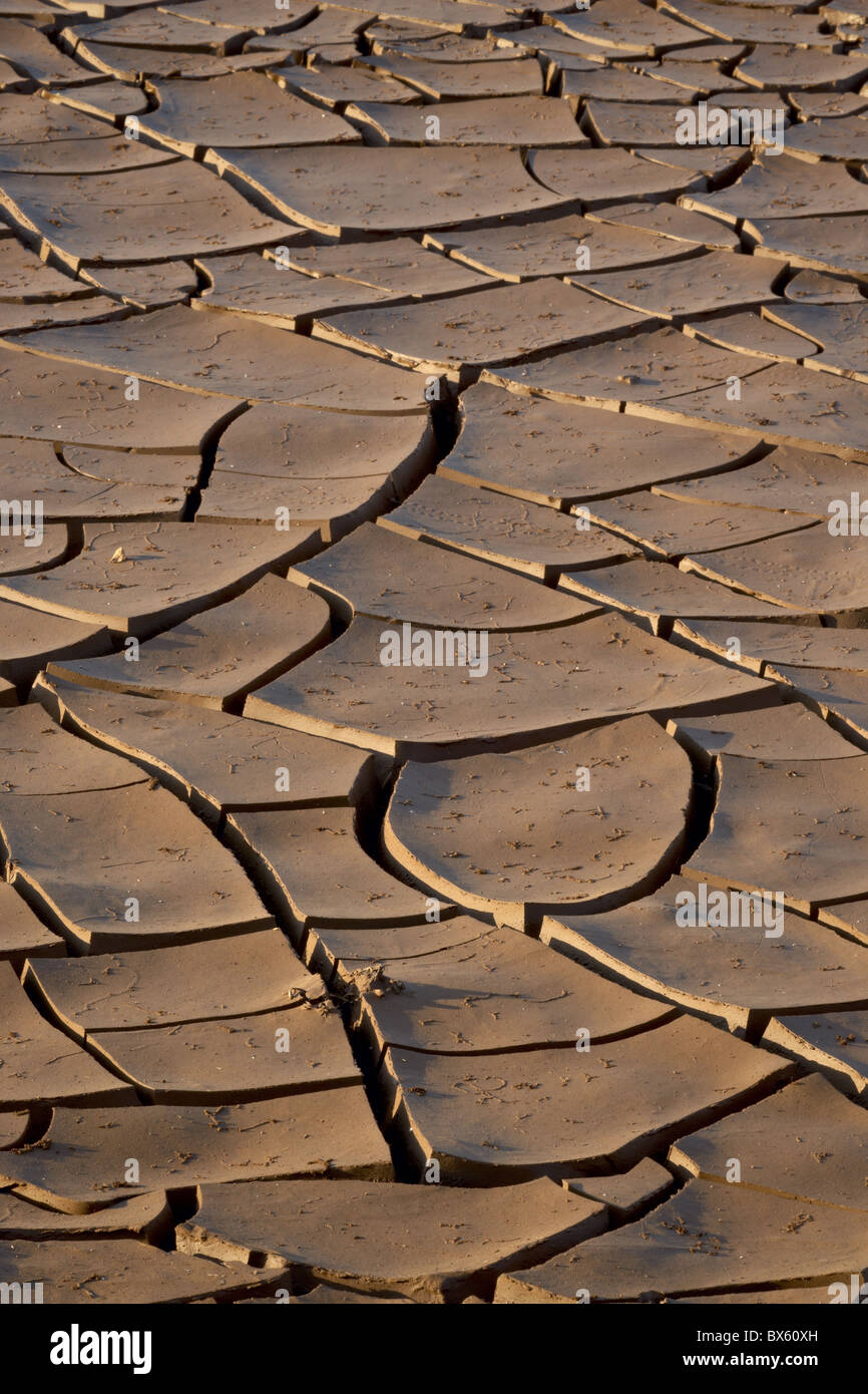 Fissures de boue, Kruger National Park, Afrique du Sud, l'Afrique Banque D'Images