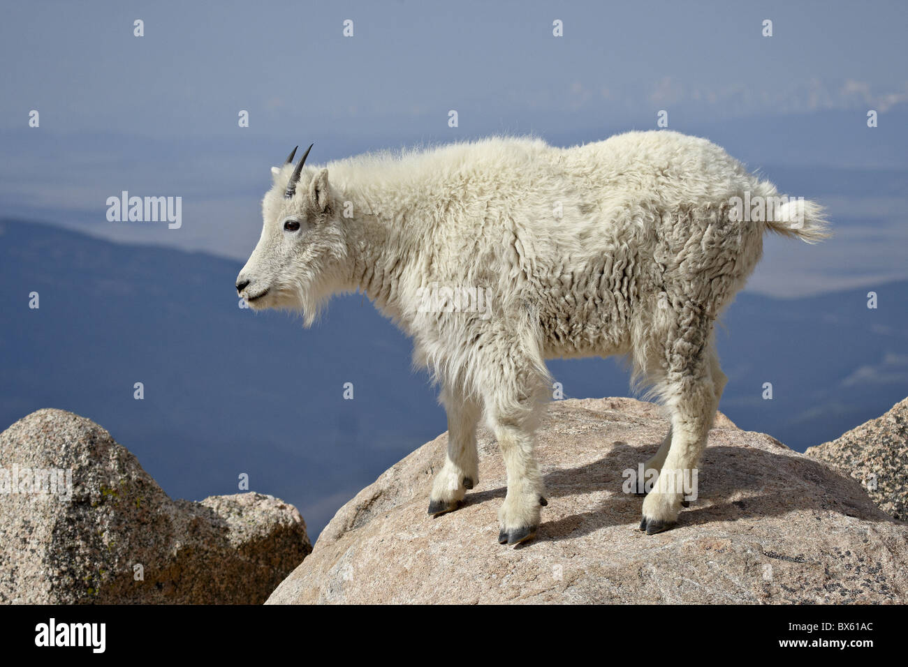 La Chèvre de montagne (Oreamnos americanus), Mount Evans, Colorado, États-Unis d'Amérique, Amérique du Nord Banque D'Images