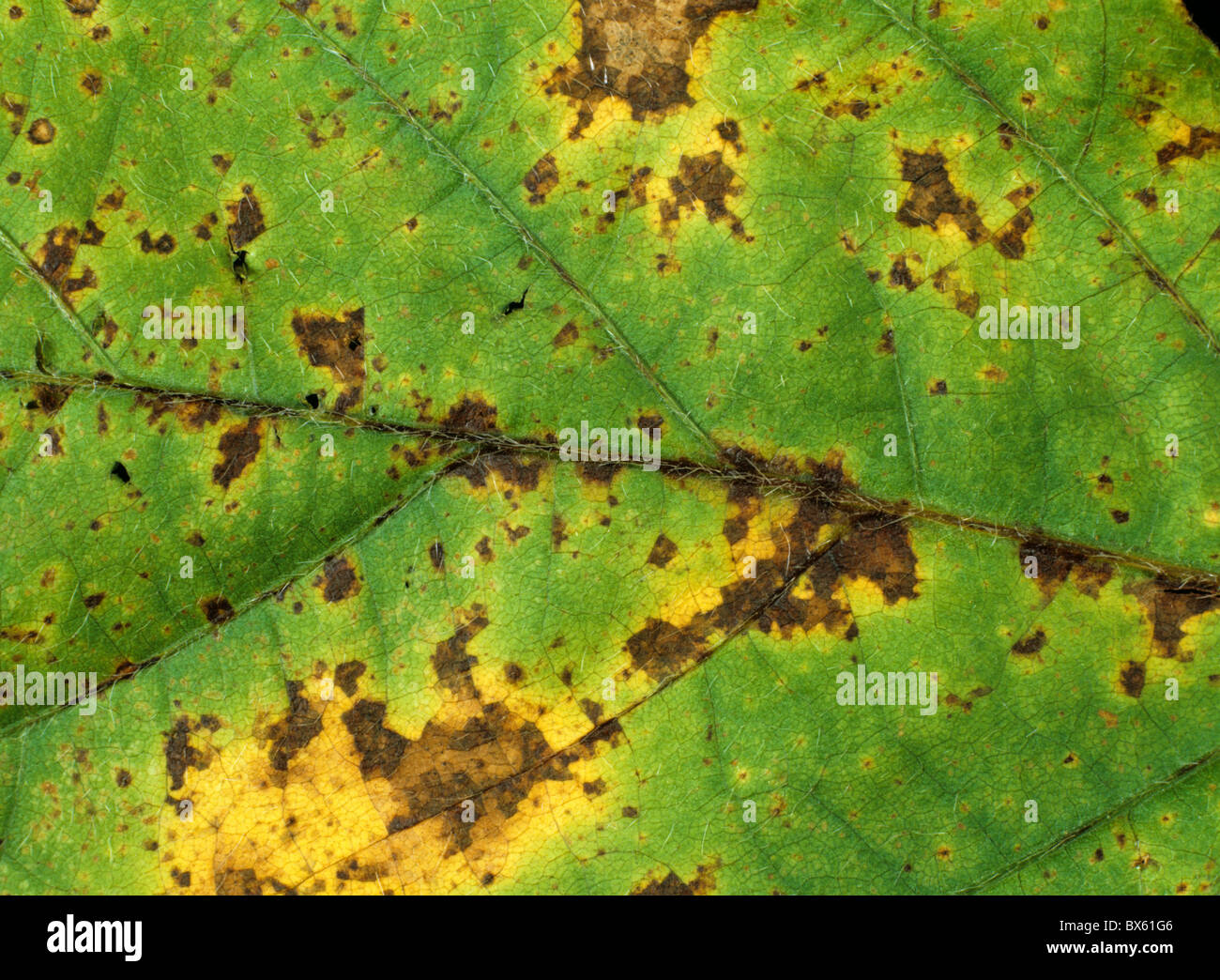 La brûlure bactérienne (Pseudomonas syringae pv glycinea) sur le feuillage de soja Banque D'Images