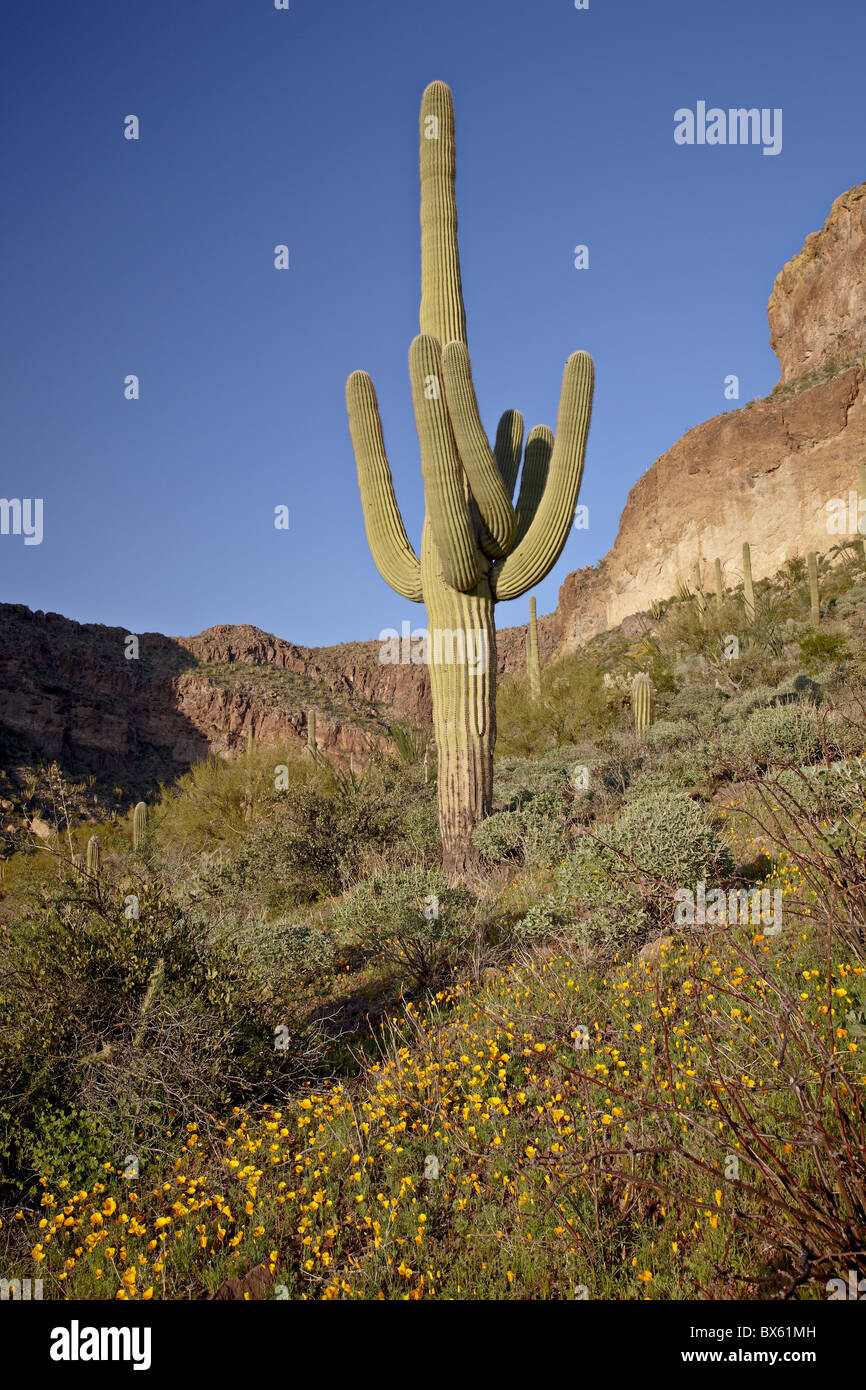 Saguaro cactus mexicain entre gold poppy, orgue Pipe Cactus National Monument, Arizona, USA Banque D'Images