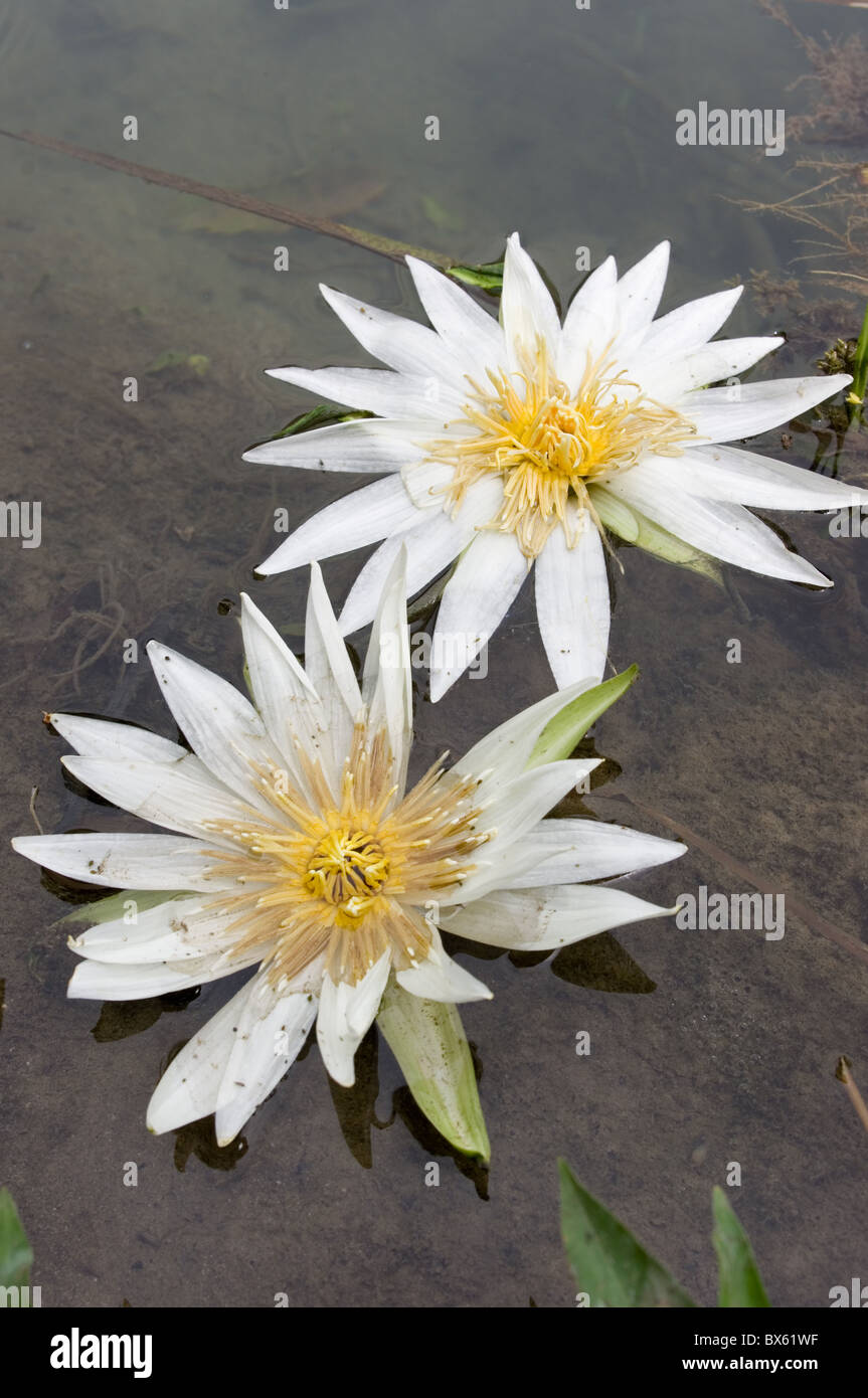 Fleurs de lis de l'eau (Nymphaeaceae) dans une rivière de la Huasteca Potosina, Mexique Banque D'Images