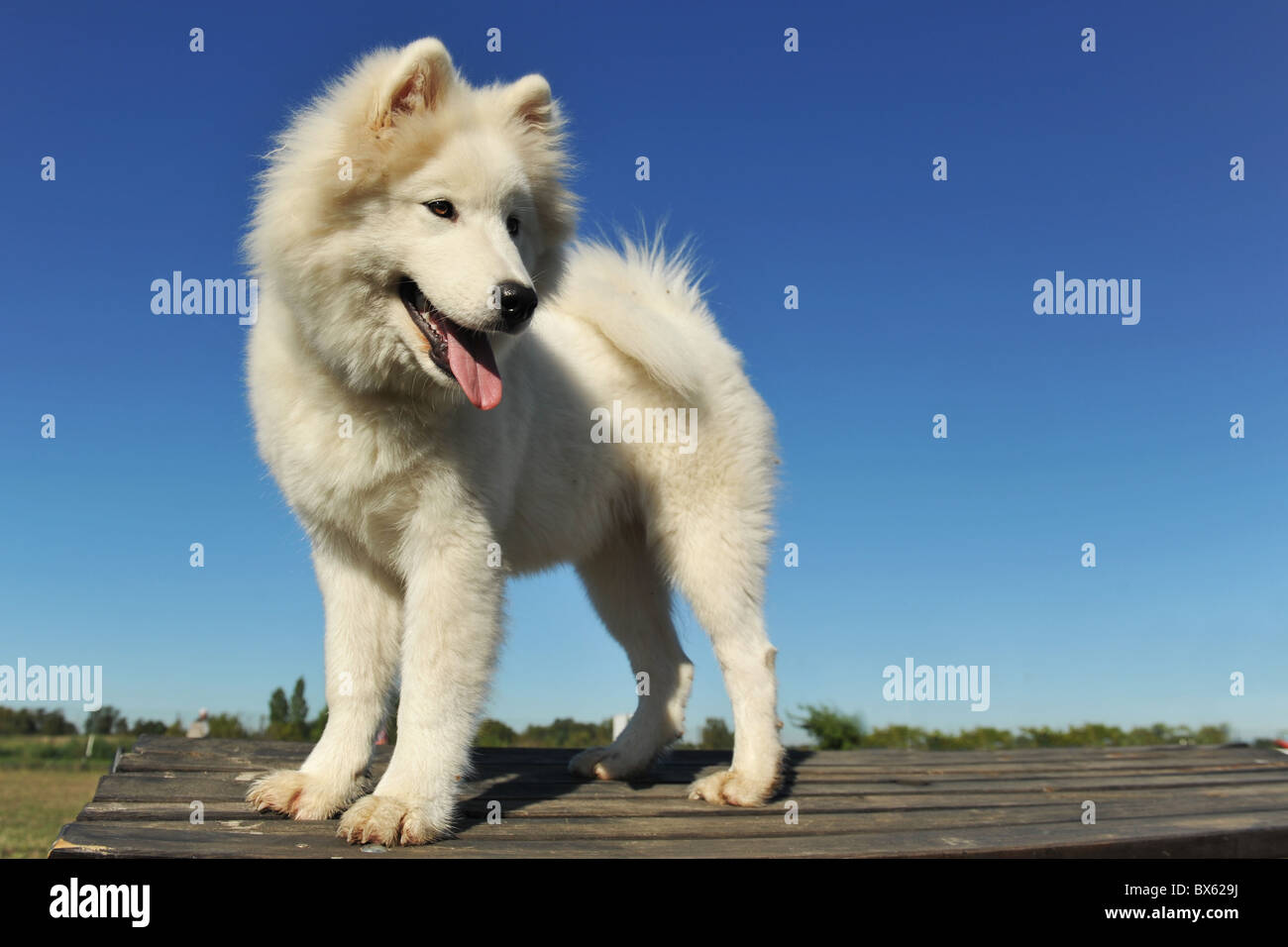Portrait Dun Chiot De Race De Chien Samoyède Coupe Mise Au