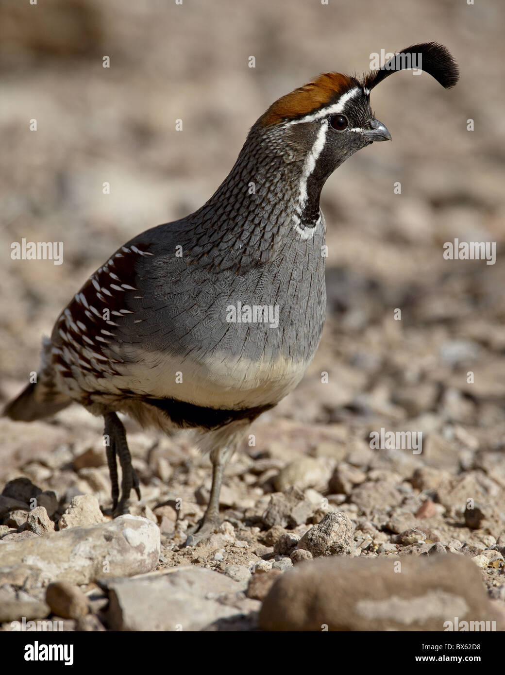 Homme de Gambel Callipepla gambelii) (caille, Elephant Butte Lake State Park, New Mexico, États-Unis d'Amérique, Amérique du Nord Banque D'Images