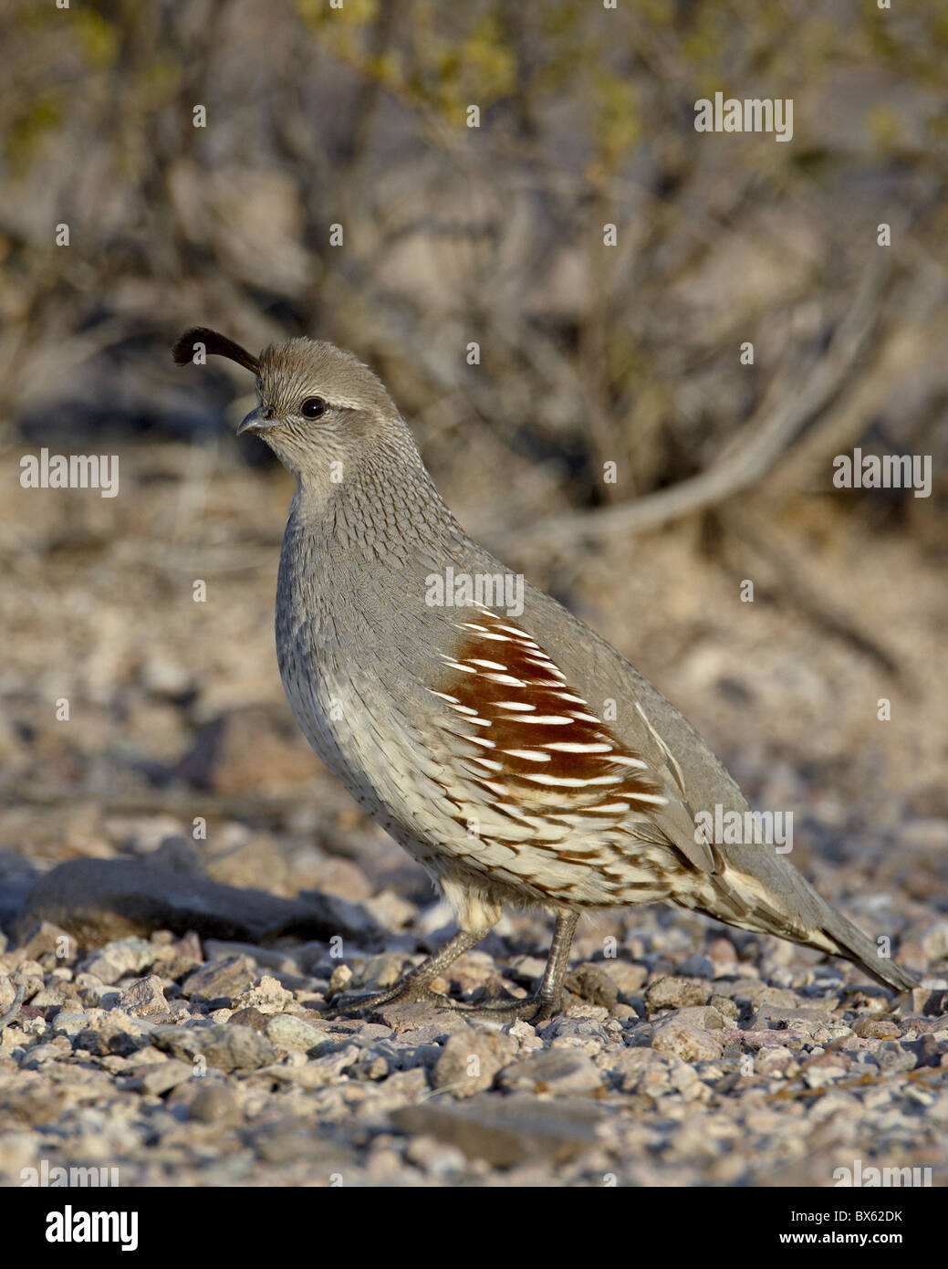 Femme GambelÔøΩs (Callipepla gambelii) caille, Elephant Butte Lake State Park, New Mexico, USA Banque D'Images