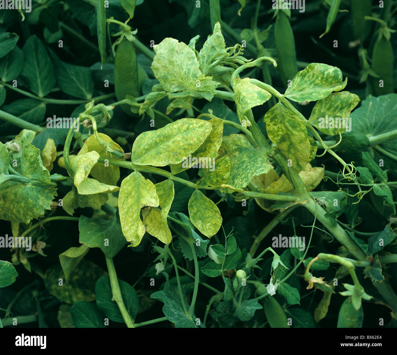 PEMV, Pea enation mosaic les symptômes de virus sur un plant de pois ...