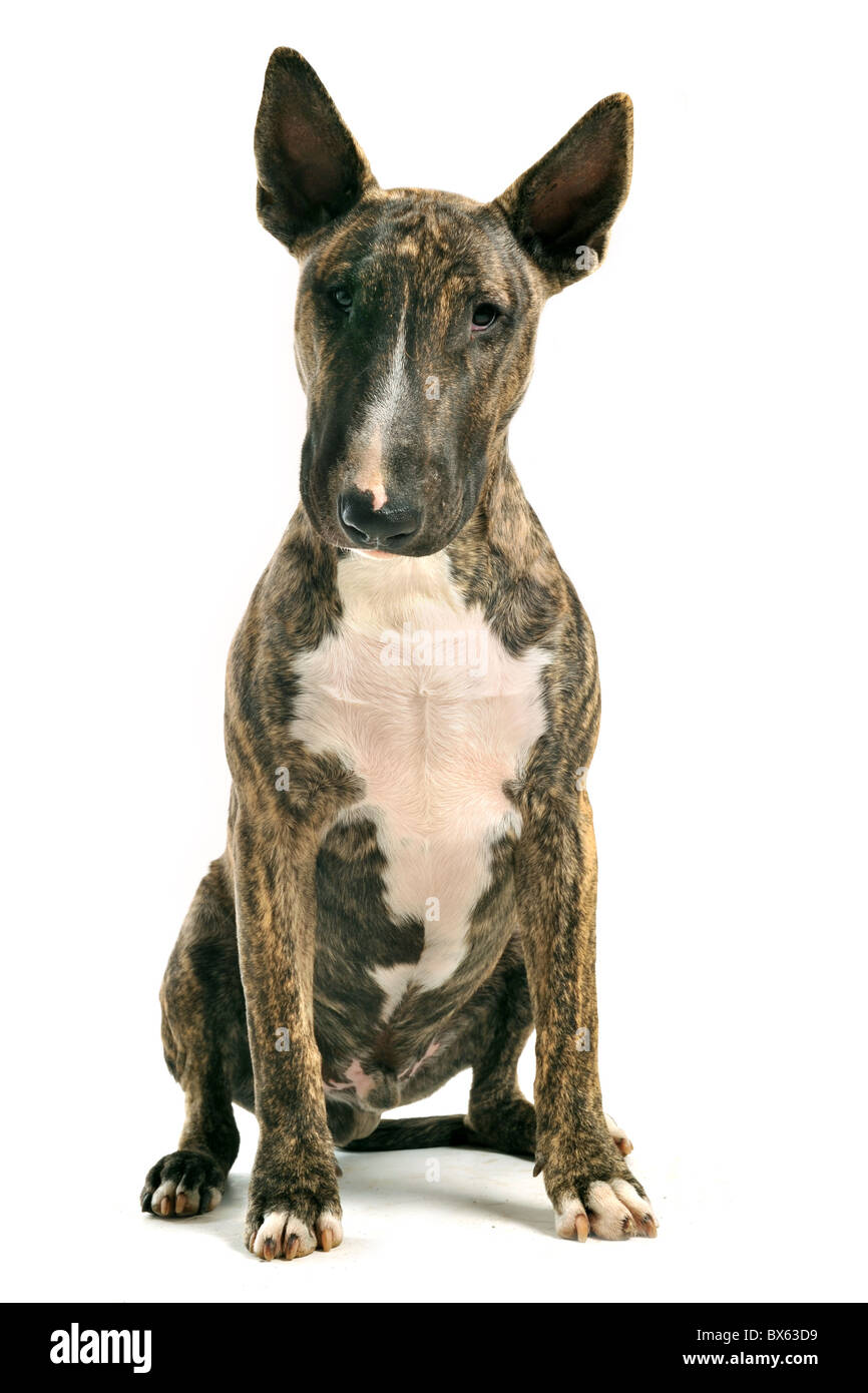Portrait d'un marron de race bull terrier in front of white background Banque D'Images