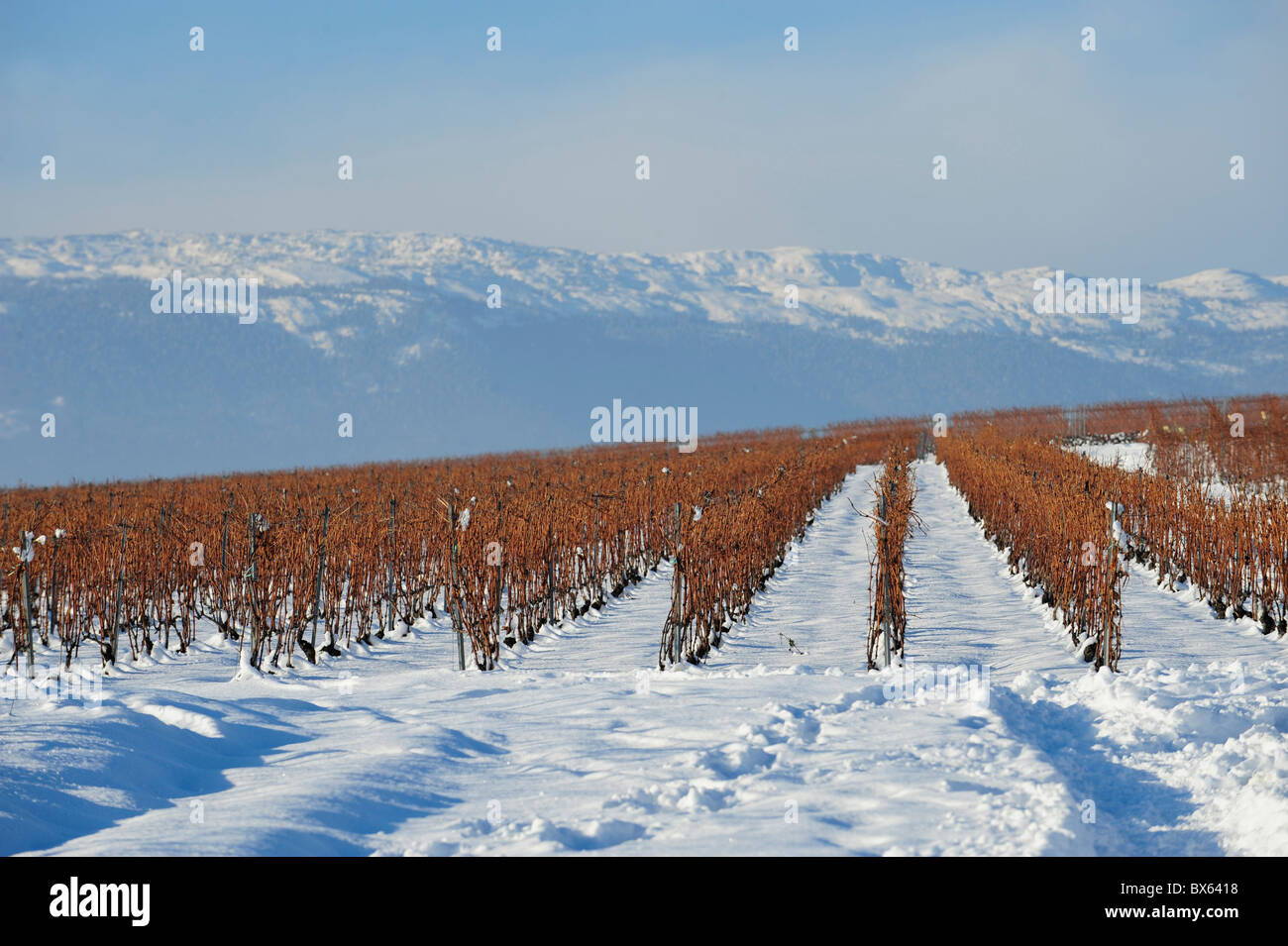 Vignes sous la neige en hiver Banque D'Images