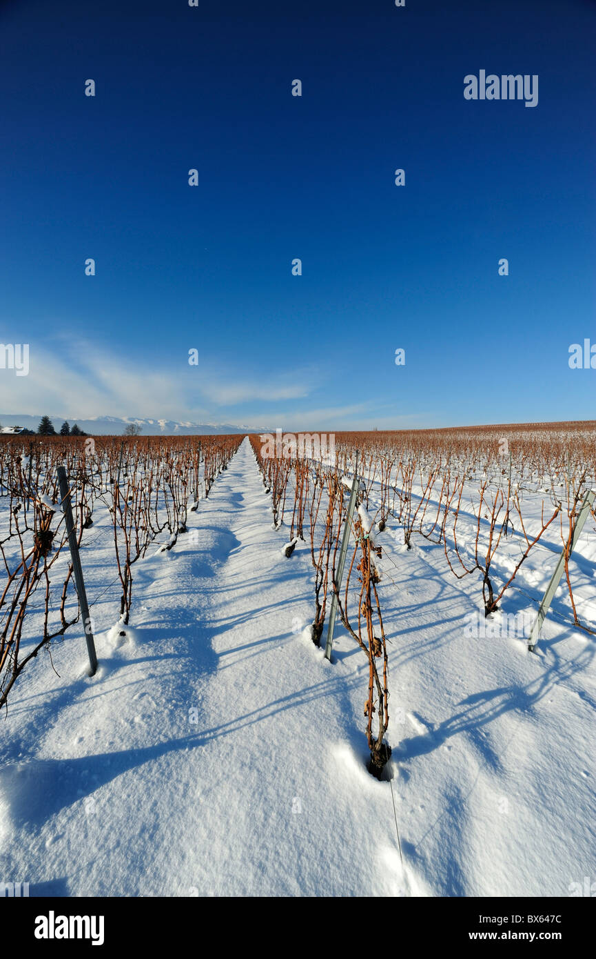 Vignes sous la neige en hiver Banque D'Images