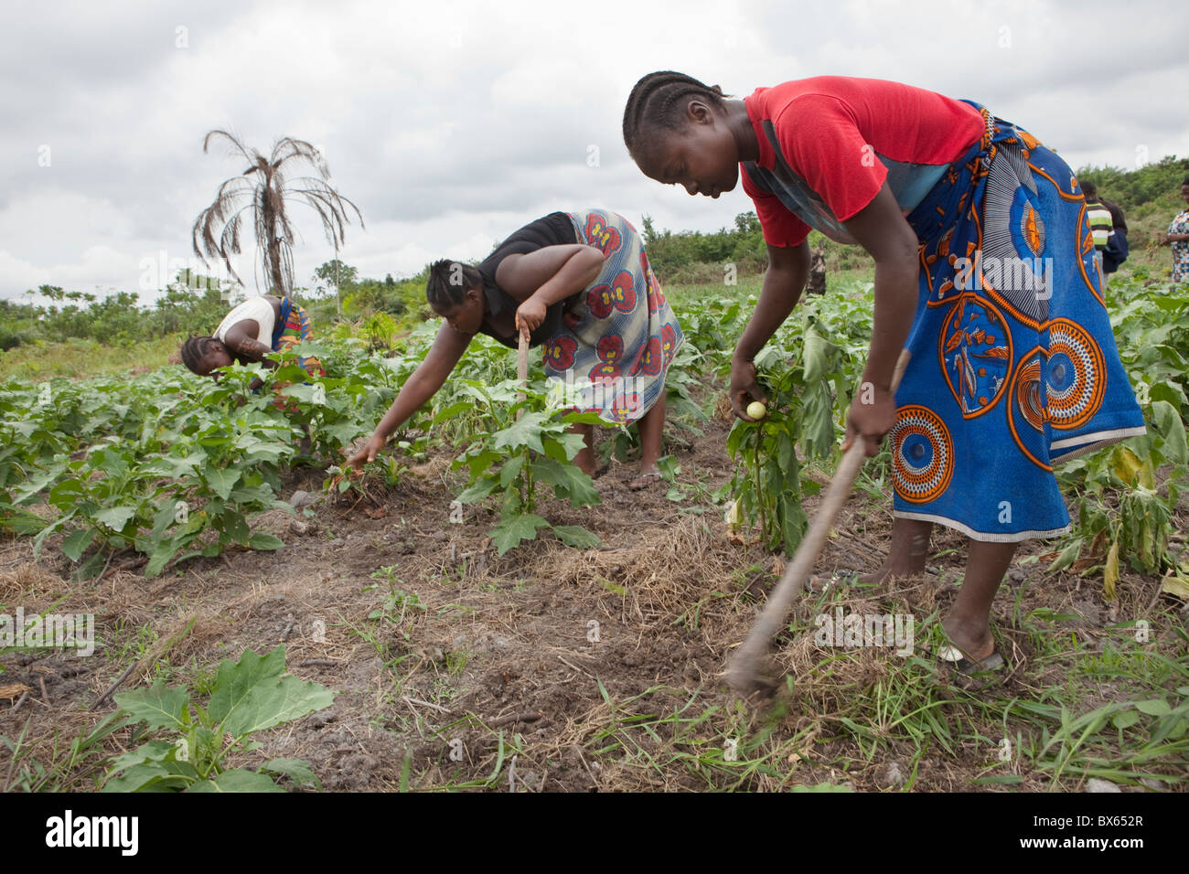 Les agriculteurs travaillent dans un champ de légumes à Kakata, au Libéria, en Afrique de l'Ouest. Banque D'Images