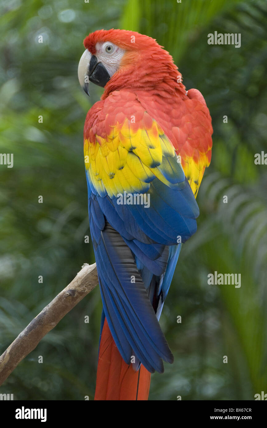 Ara rouge (Ara macao), Macaw Mountain Bird Park, Copan, Honduras, Amérique Centrale Banque D'Images