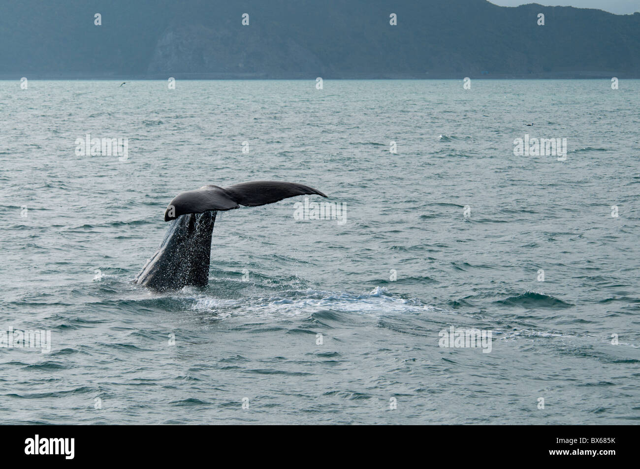 Abtauchender Pottwal, Cachalot plongée sous-marine Banque D'Images