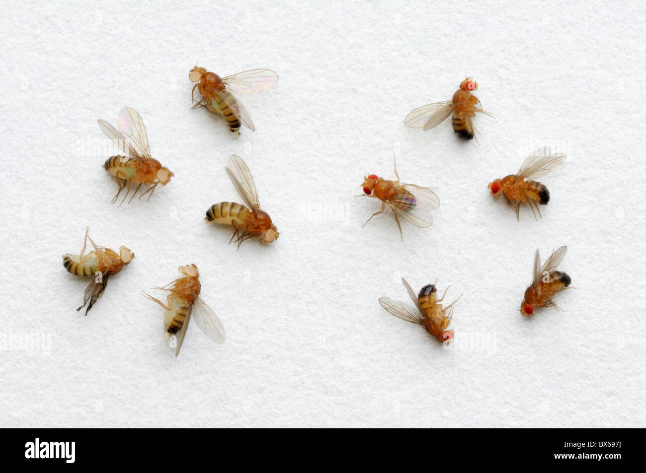 Drosophila melanogaster - variations de la couleur des yeux type ...