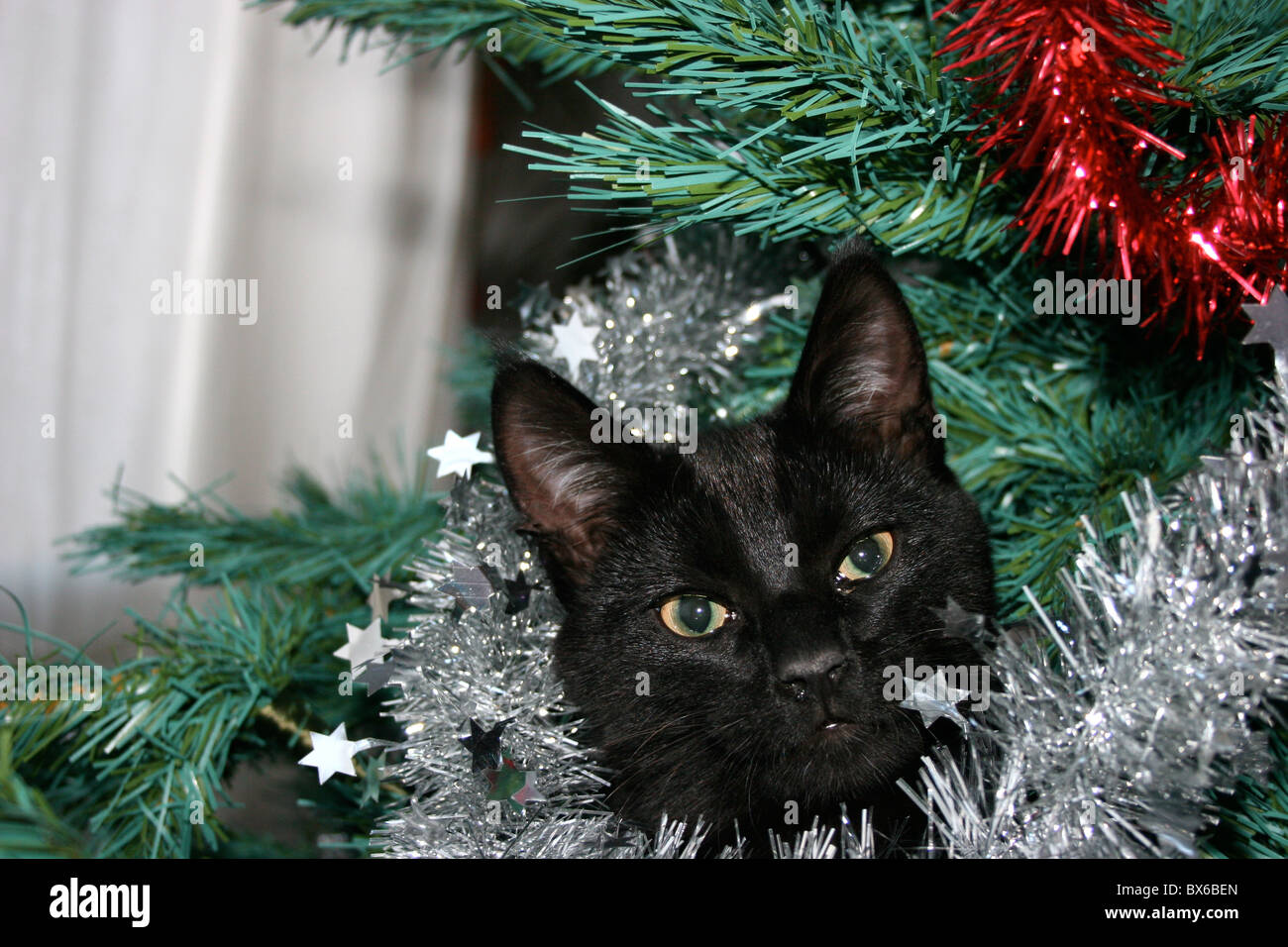 Chat noir dans un arbre de Noël en plastique Banque D'Images