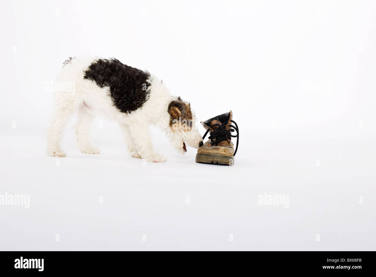 Le fox terrier cub joue avec le Dr Marten chaussure. (CTK Photo/Martin Sterba) Banque D'Images