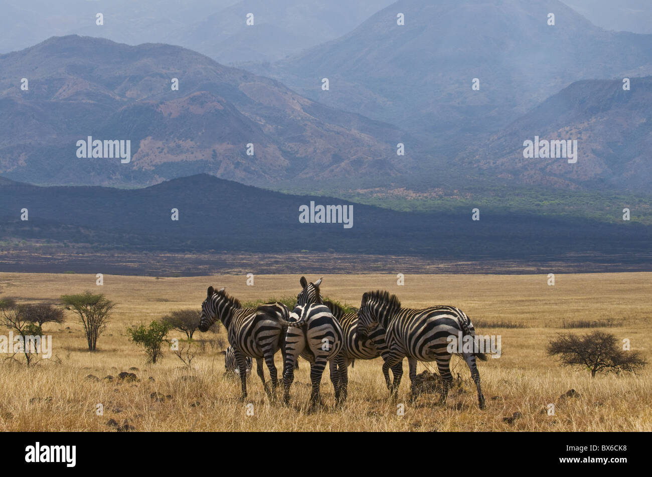 Des zèbres au Parc National de Nechisar, Ethiopie, Afrique Banque D'Images