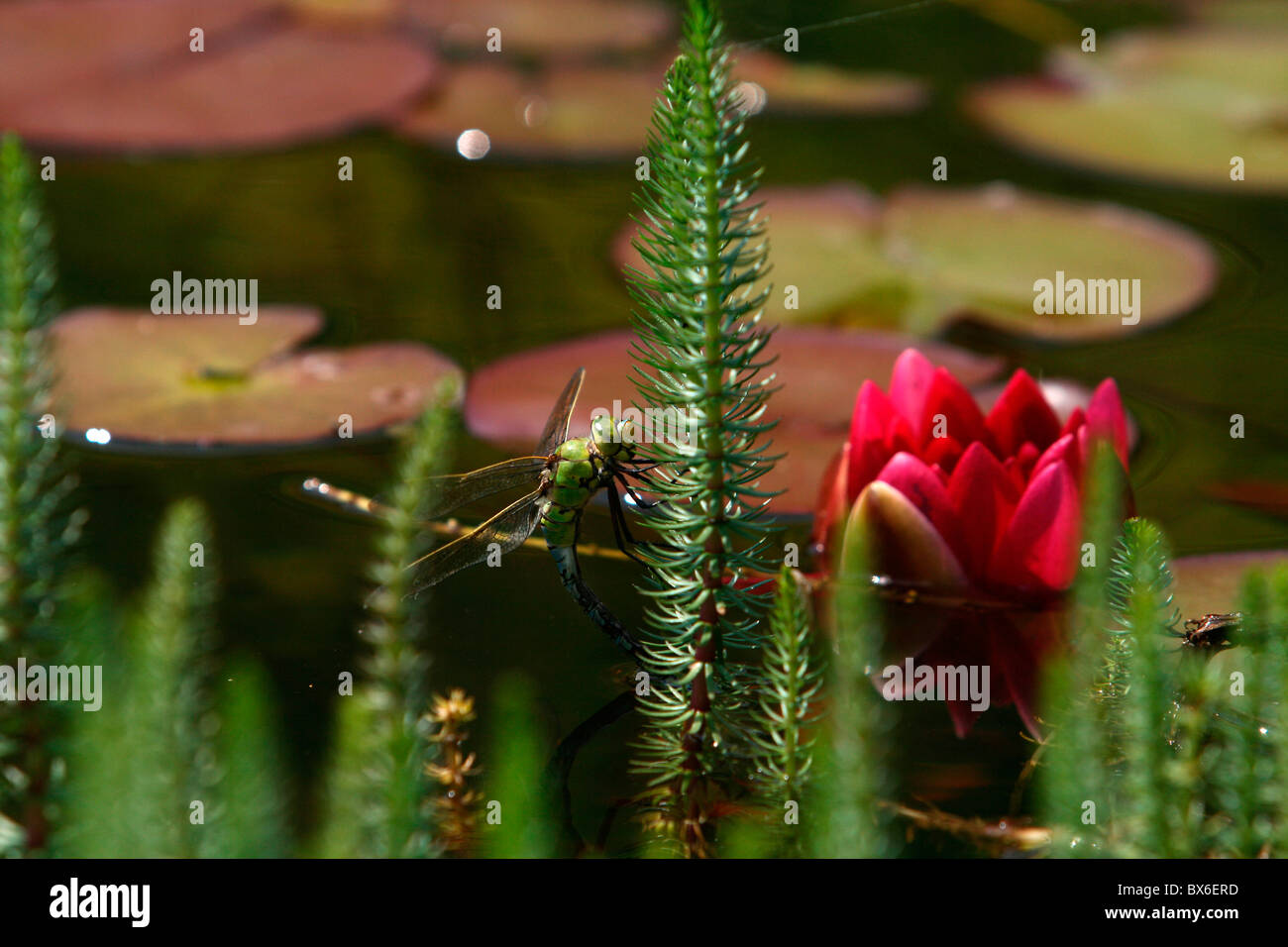 Jardin, l'eau, libellule, dragon fly, Anax imperator, insecte, fleur, fleurs, nature, Nymphaea (CTK Photo/Marketa Hofmanova) Banque D'Images