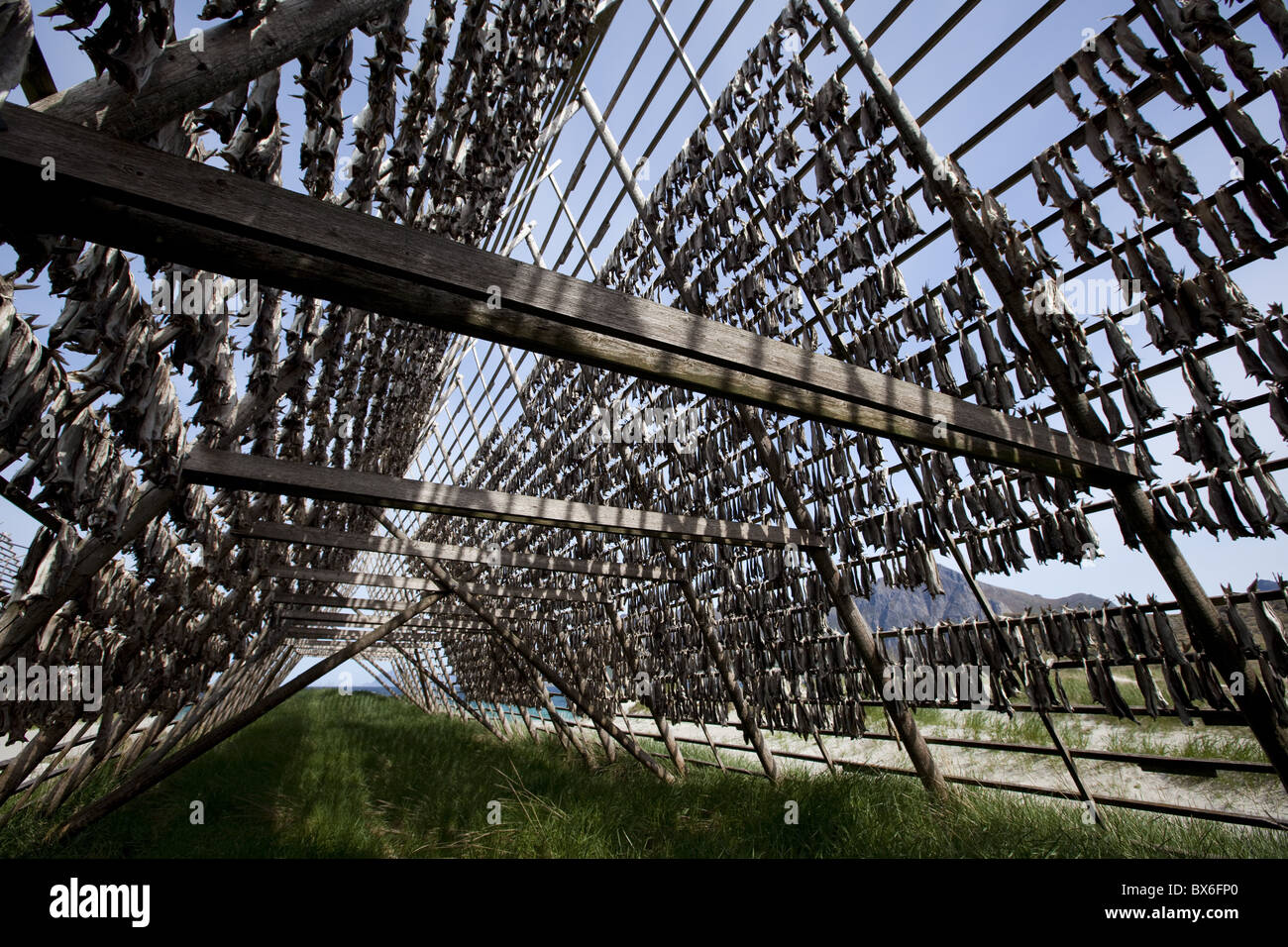 Stockfish, morue séchée, accroché sur des racks en bois appelée flocons ou hjell, sur le bord de la mer, l'archipel Vesteralen, Norvège Banque D'Images