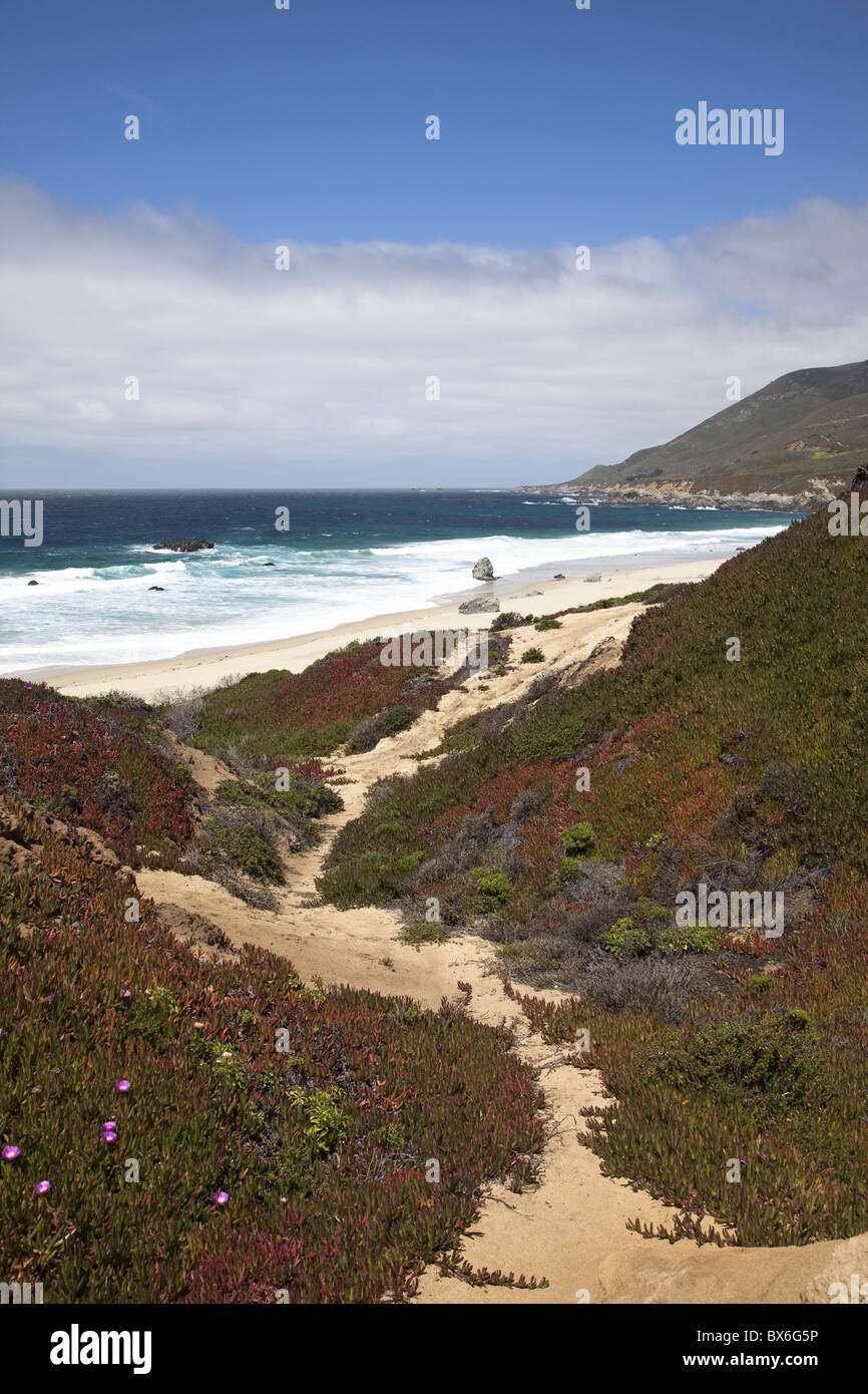 Plage à Julia Pfeiffer Burns State Park, près de Big Sur, Californie, États-Unis d'Amérique, Amérique du Nord Banque D'Images