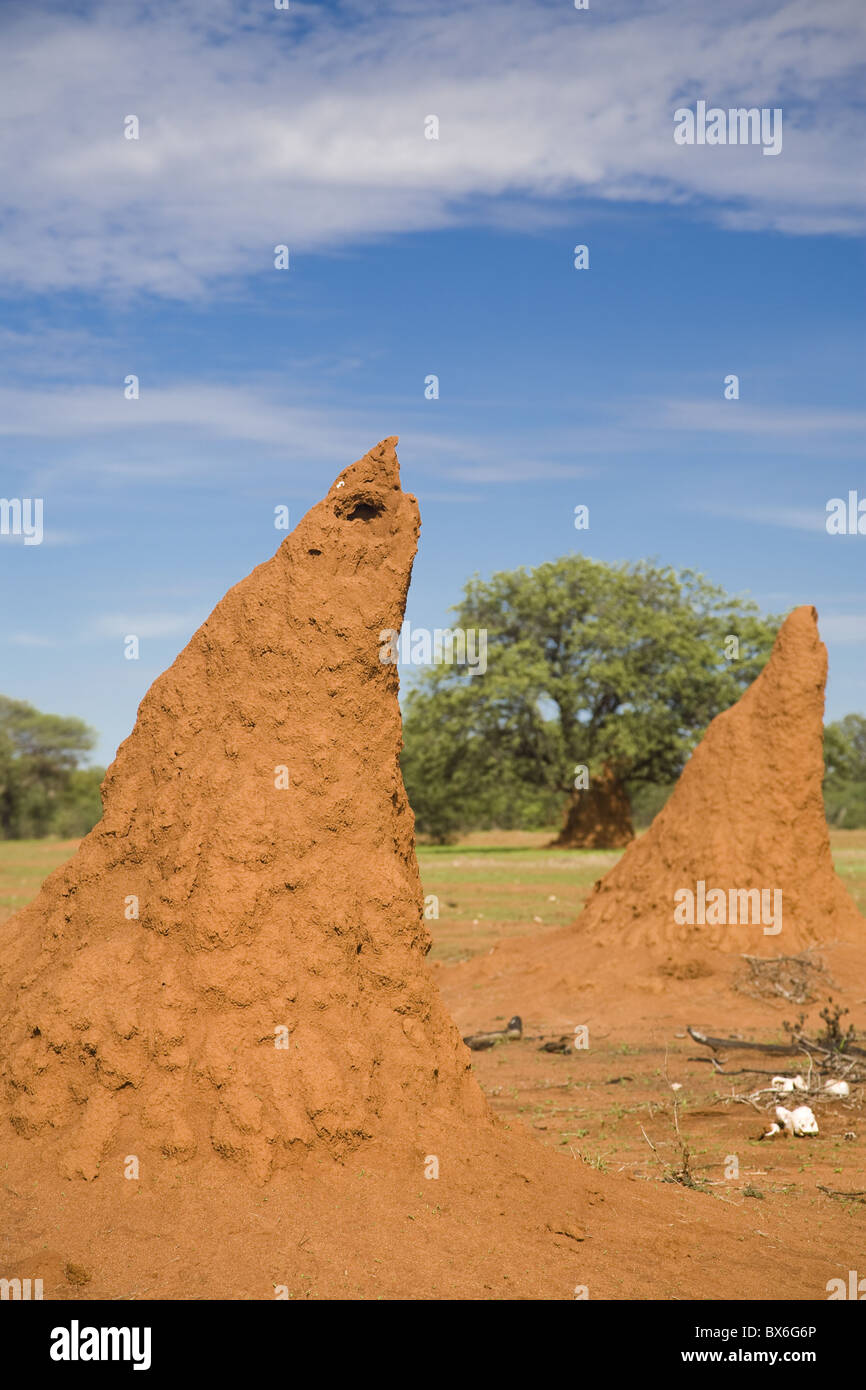 Monticules en forme conique créé par une colonie de termites, Namibie, Afrique Banque D'Images