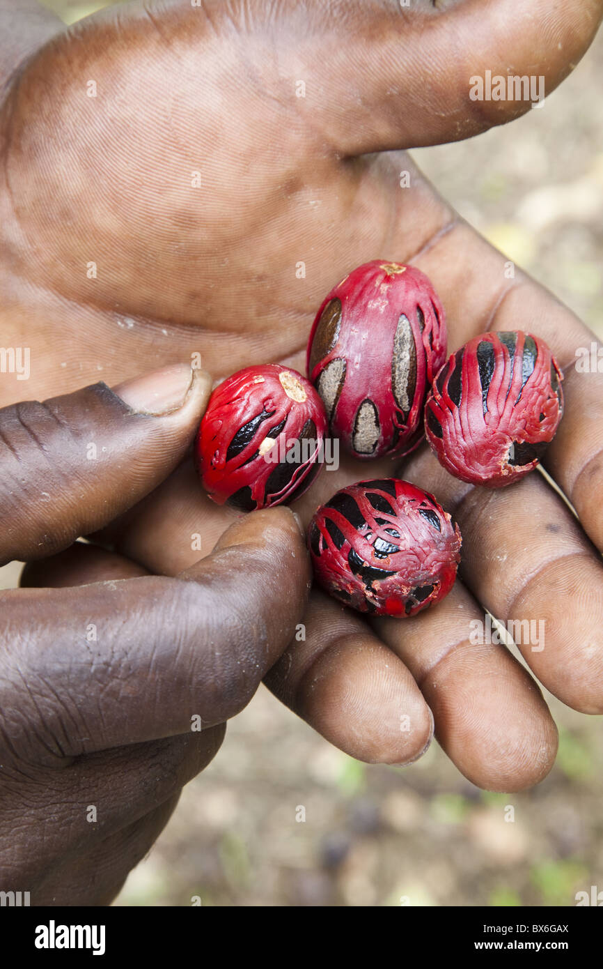De muscade, de l'arbre genre Myristica, avec mace, couvrir les graines dans la paume de la main d'un homme, la Grenade, dans les Antilles Banque D'Images