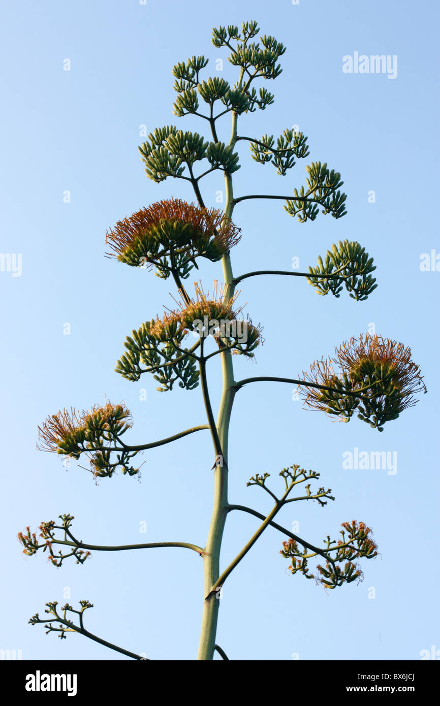 Une fleur d'agave, Tainan, Taiwan Banque D'Images