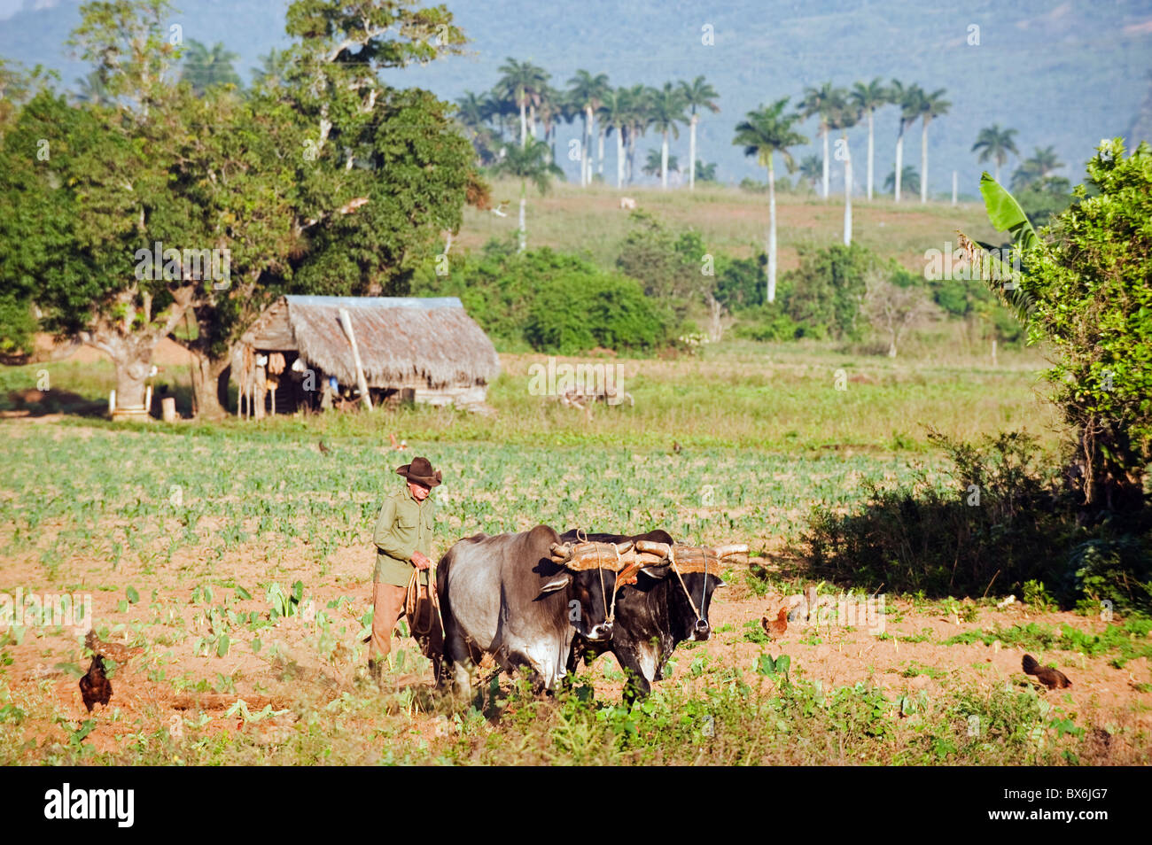 Un agriculteur laboure son champ à l'aide de boeufs, Site du patrimoine mondial de l'UNESCO, Vallée de Vinales, Cuba, Antilles Banque D'Images